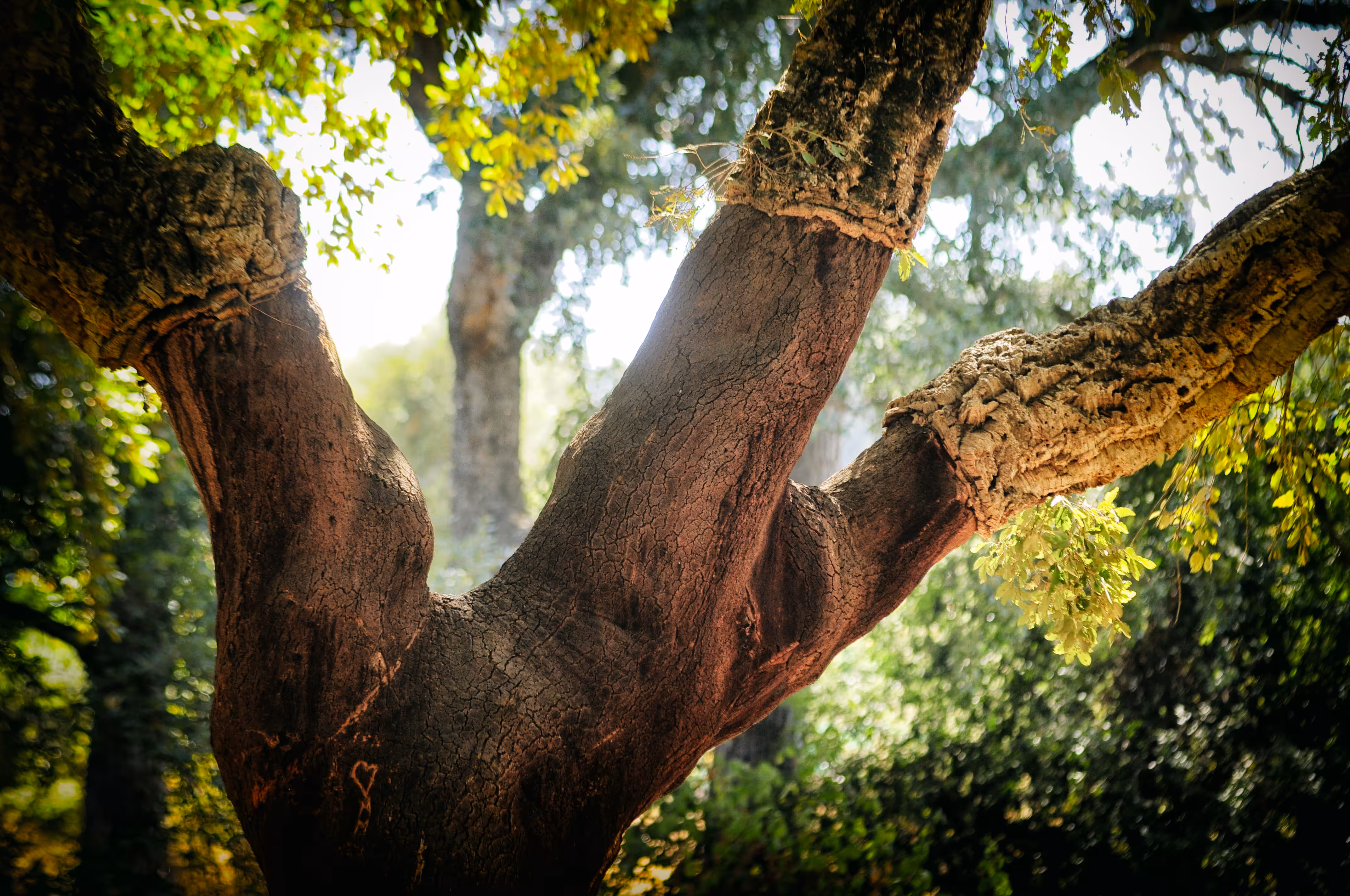 compendium: Cork Oak Heart