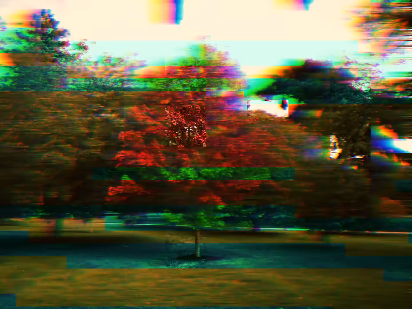 Glitch in the woods