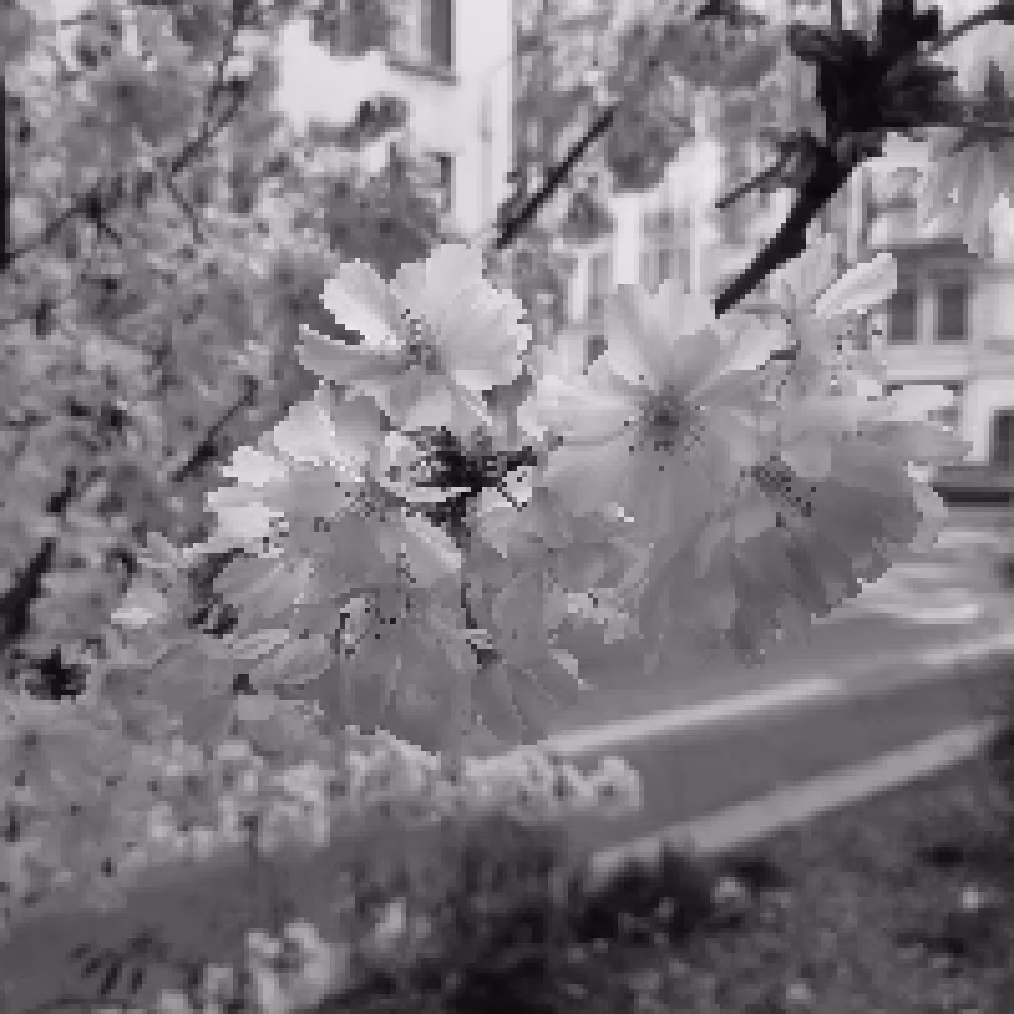 Fleurs