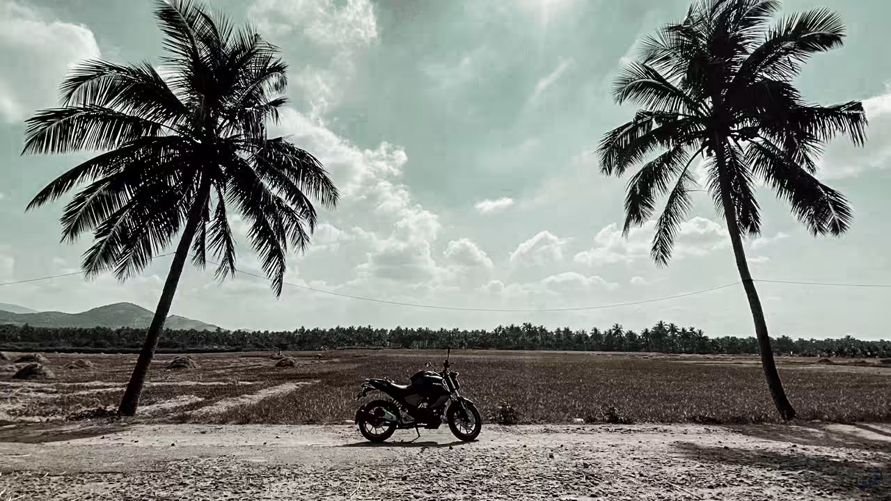 Life of Palm