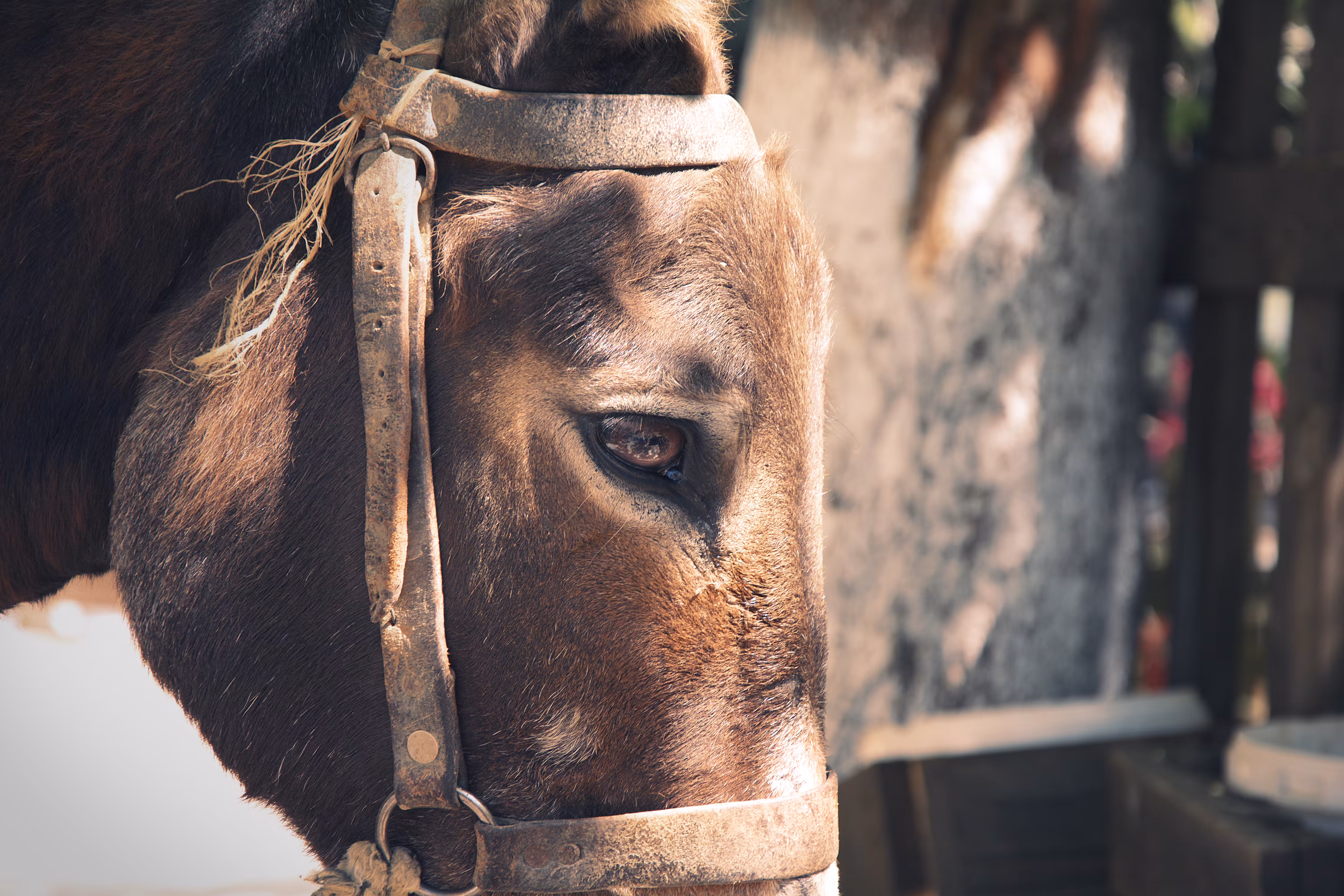 Sad Donkey