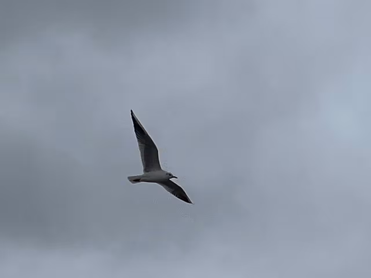 Seagull