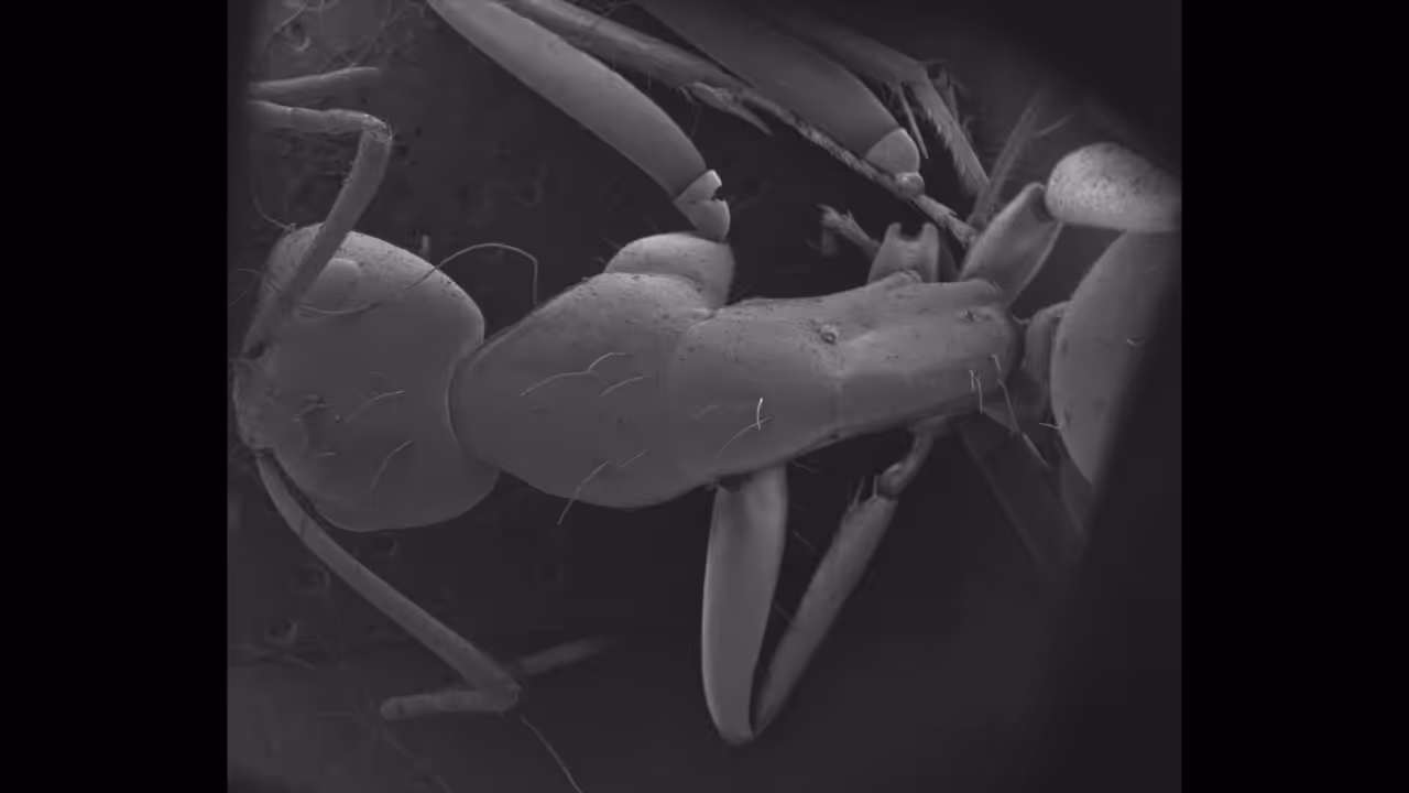 From Macro to Micro: "The Ant's Pupil"