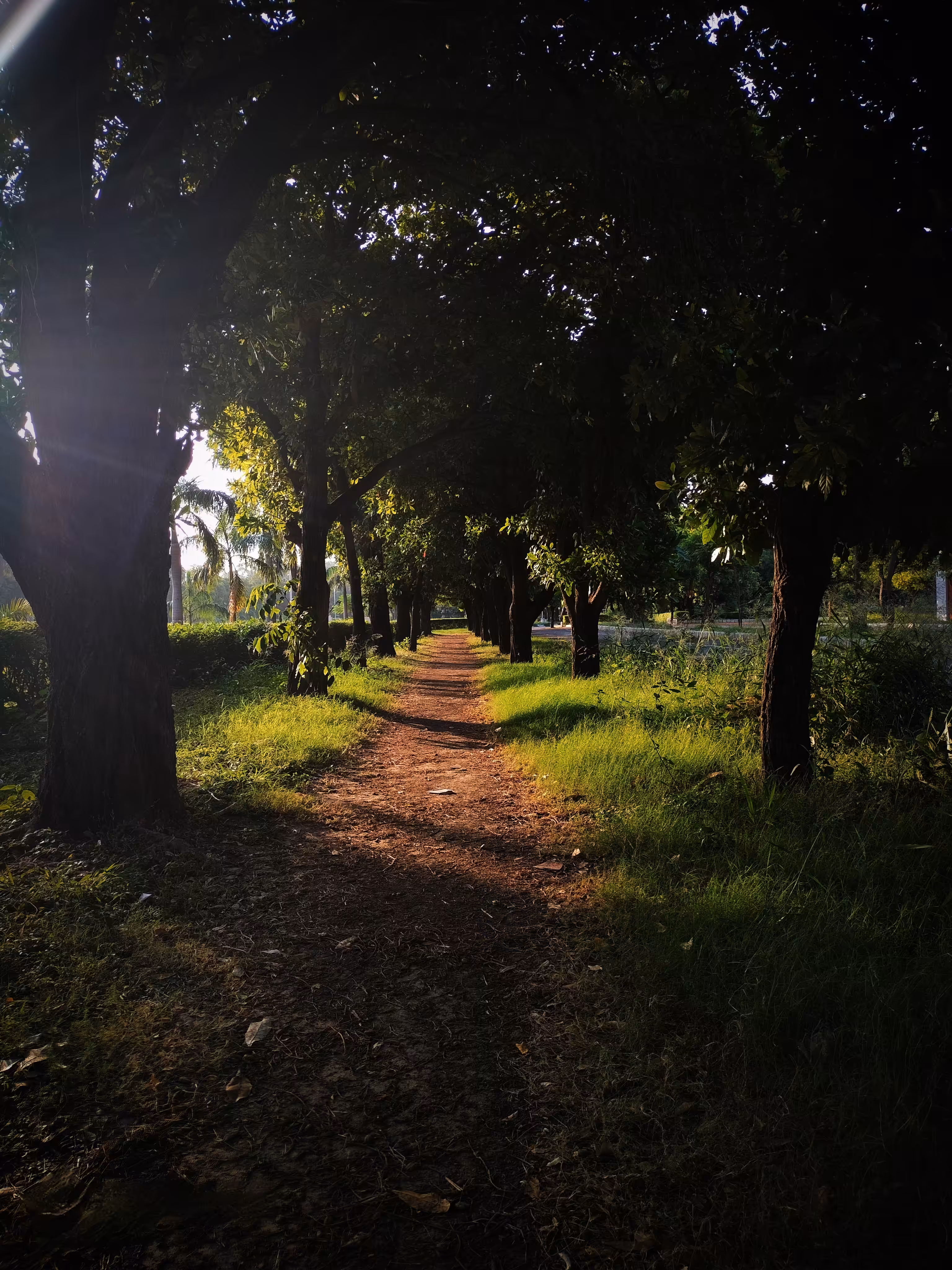 Wakening Light 