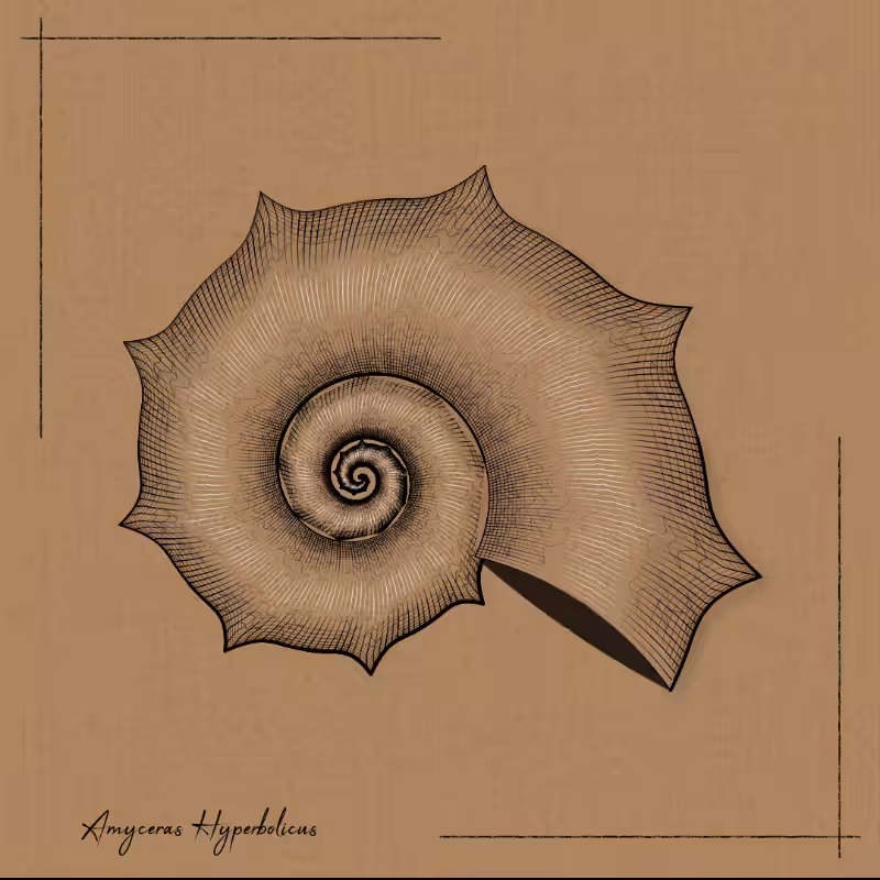 Ammonites #10