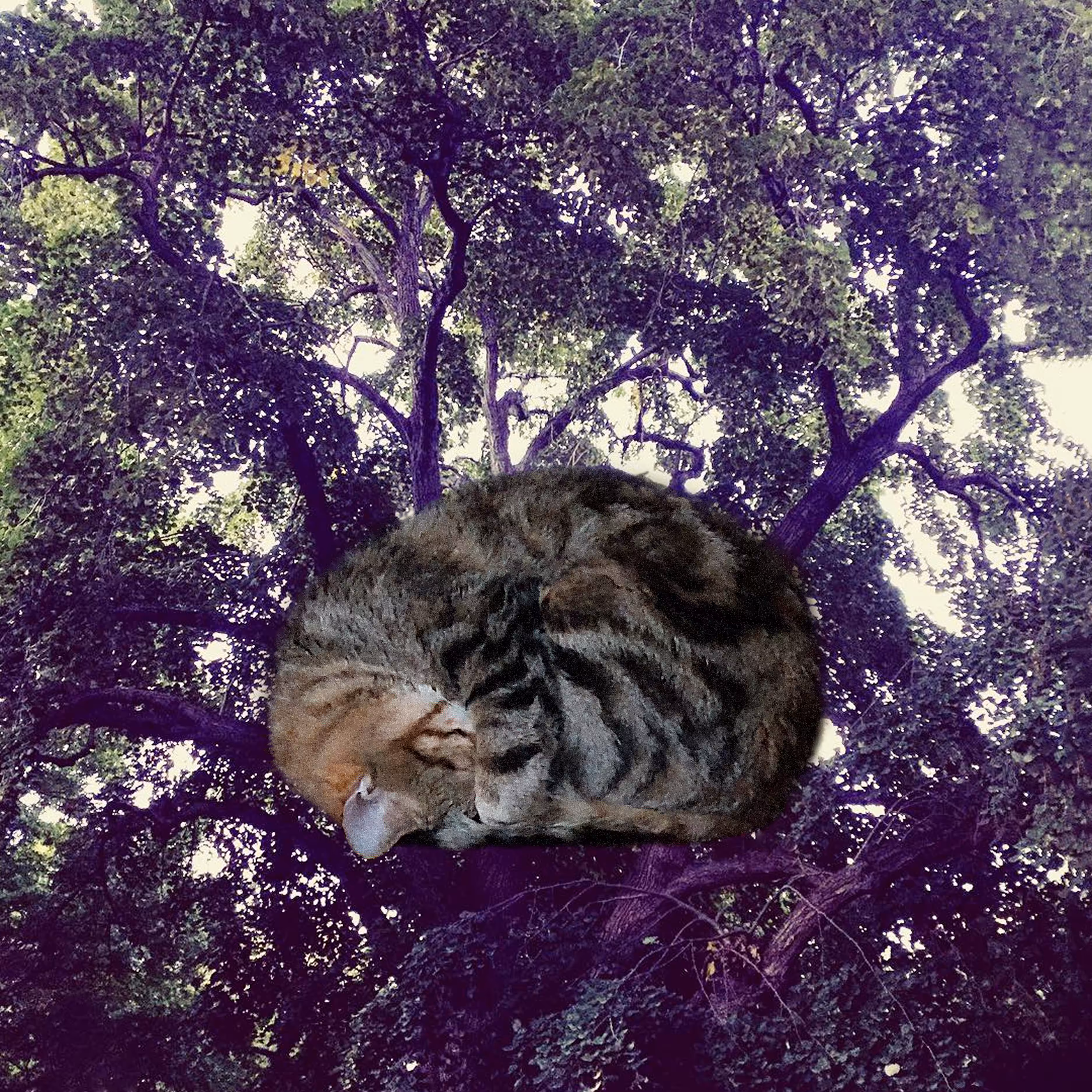 4 Leo Takes A Cat Nap with BLUEM
