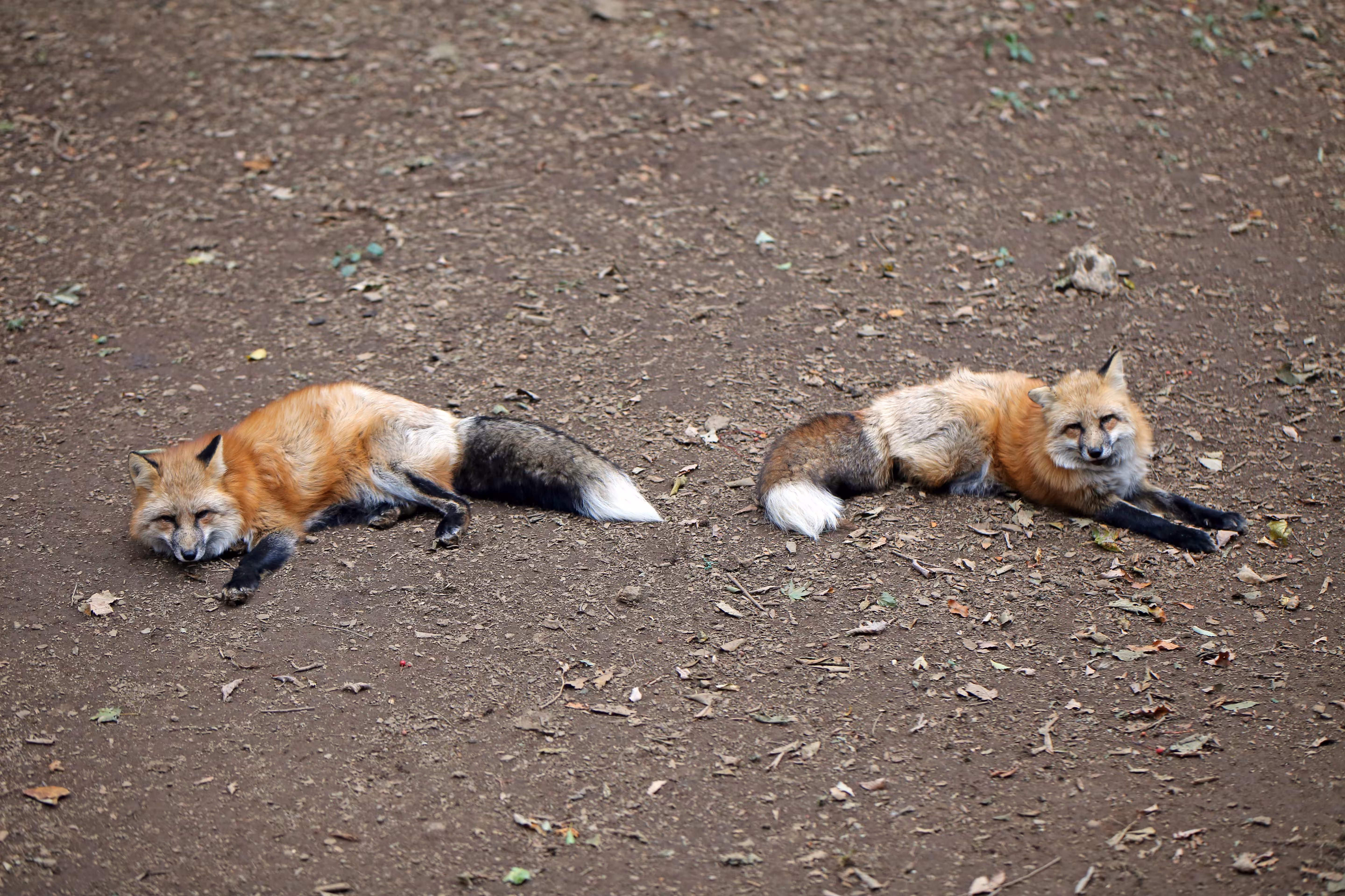 Fox twix