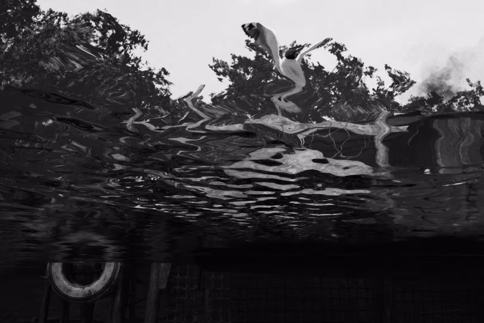 Distorted Seagull 