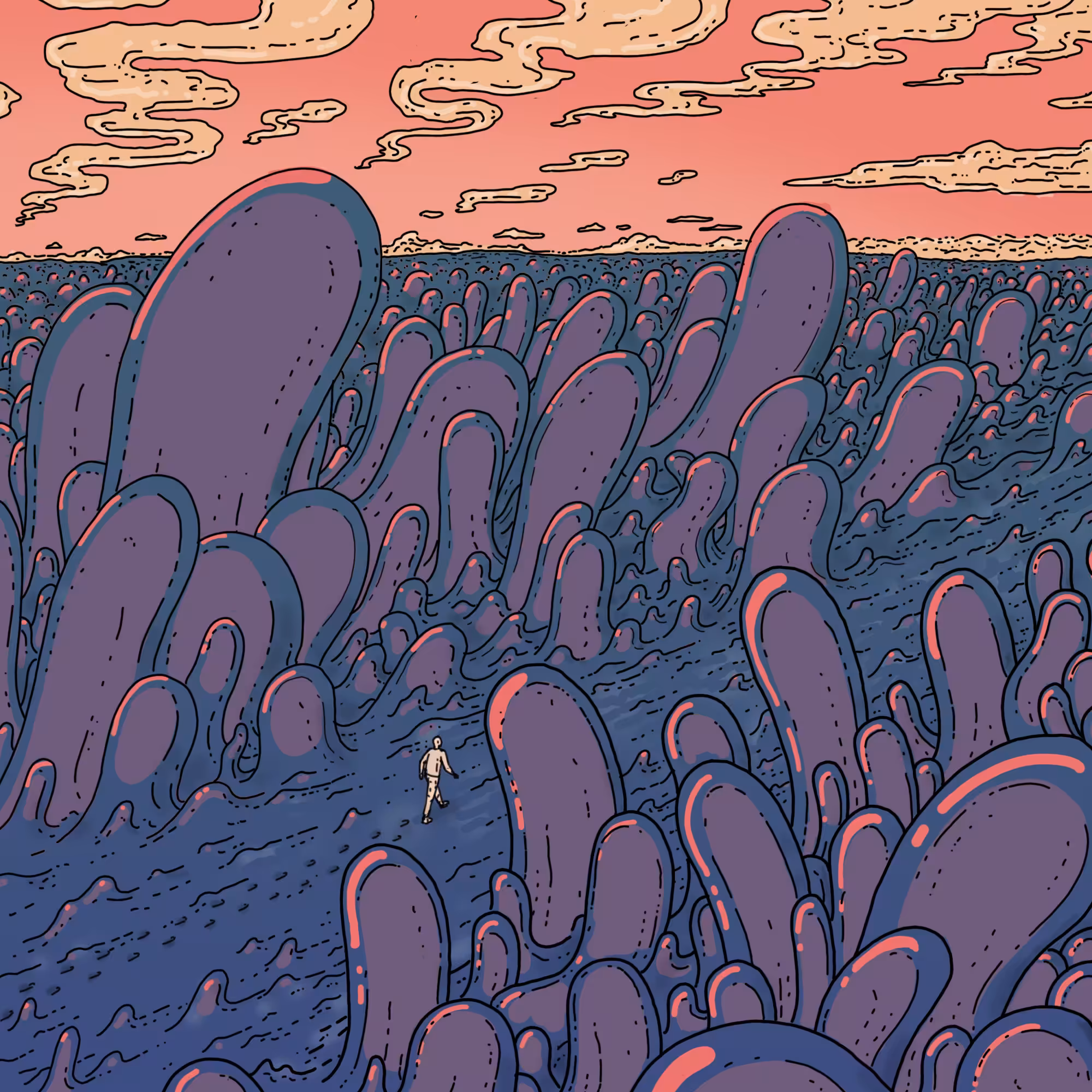 Sunset over Cubensis field