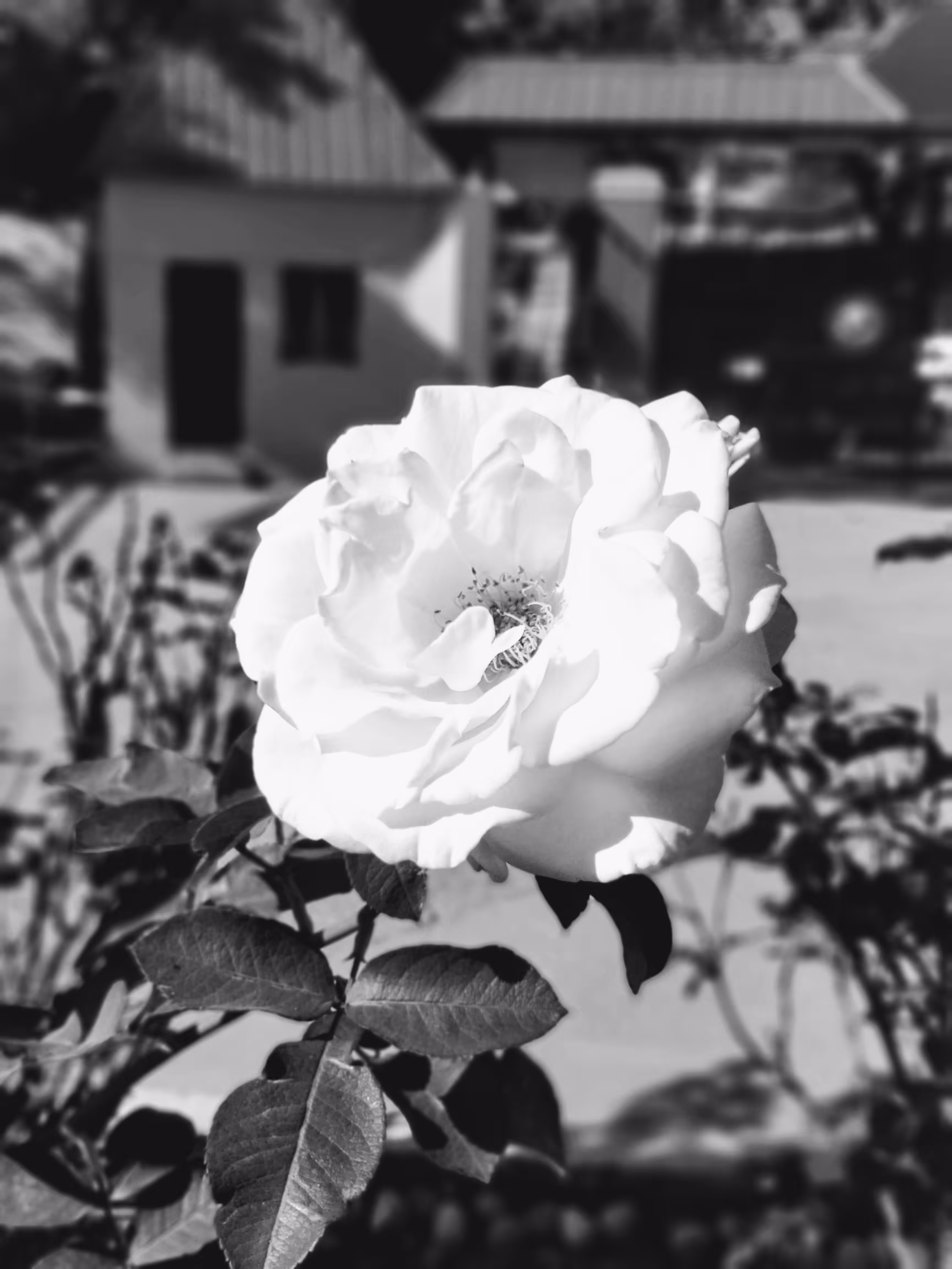 Soft