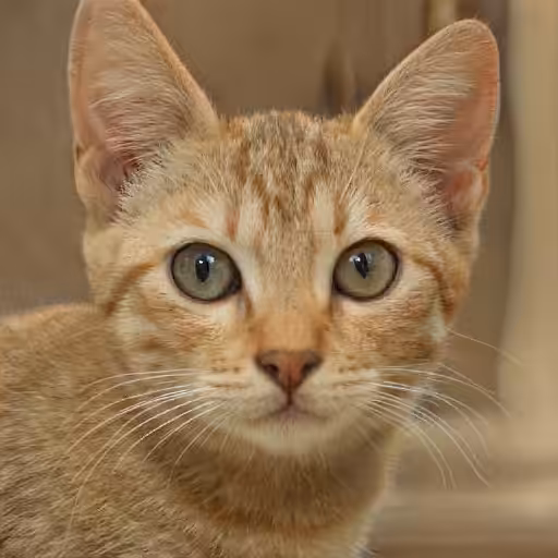 Kiki