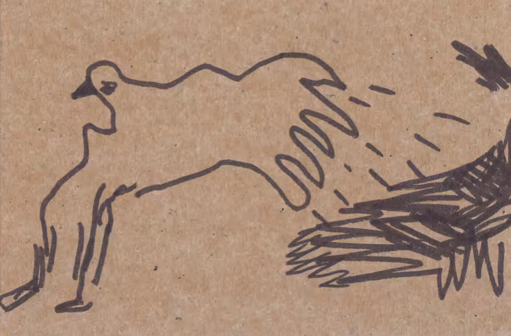 Bird 