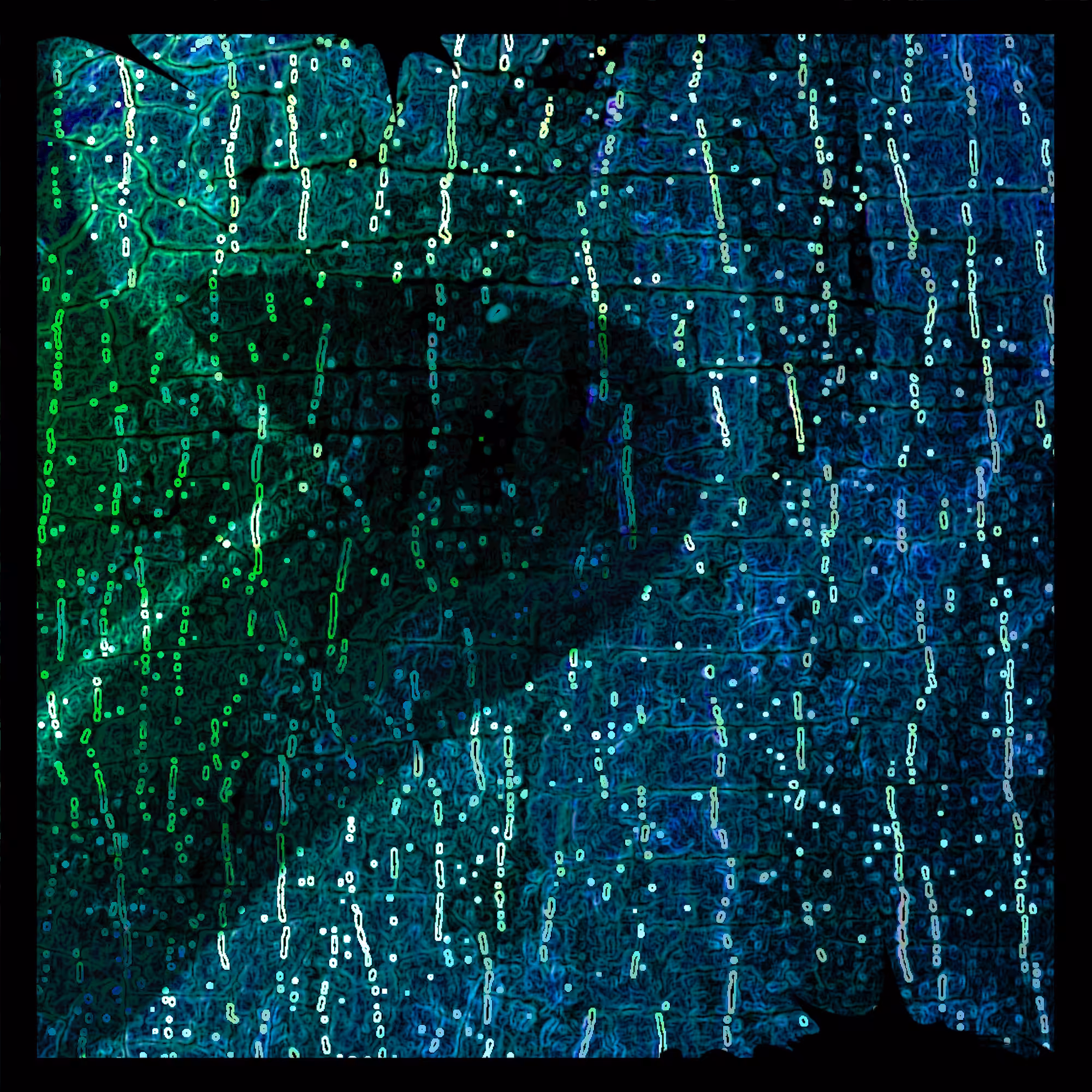 Cell 61