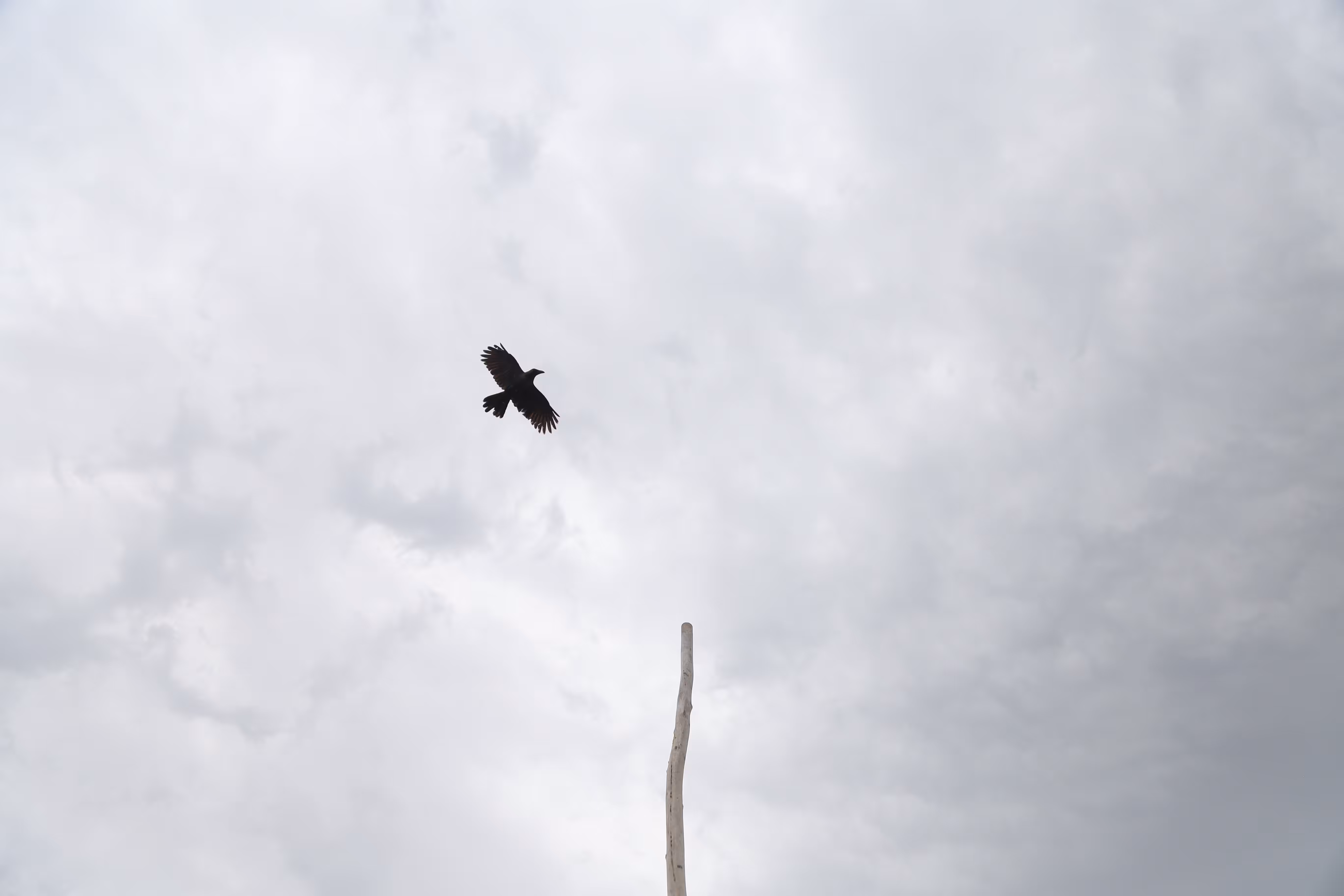 freedom