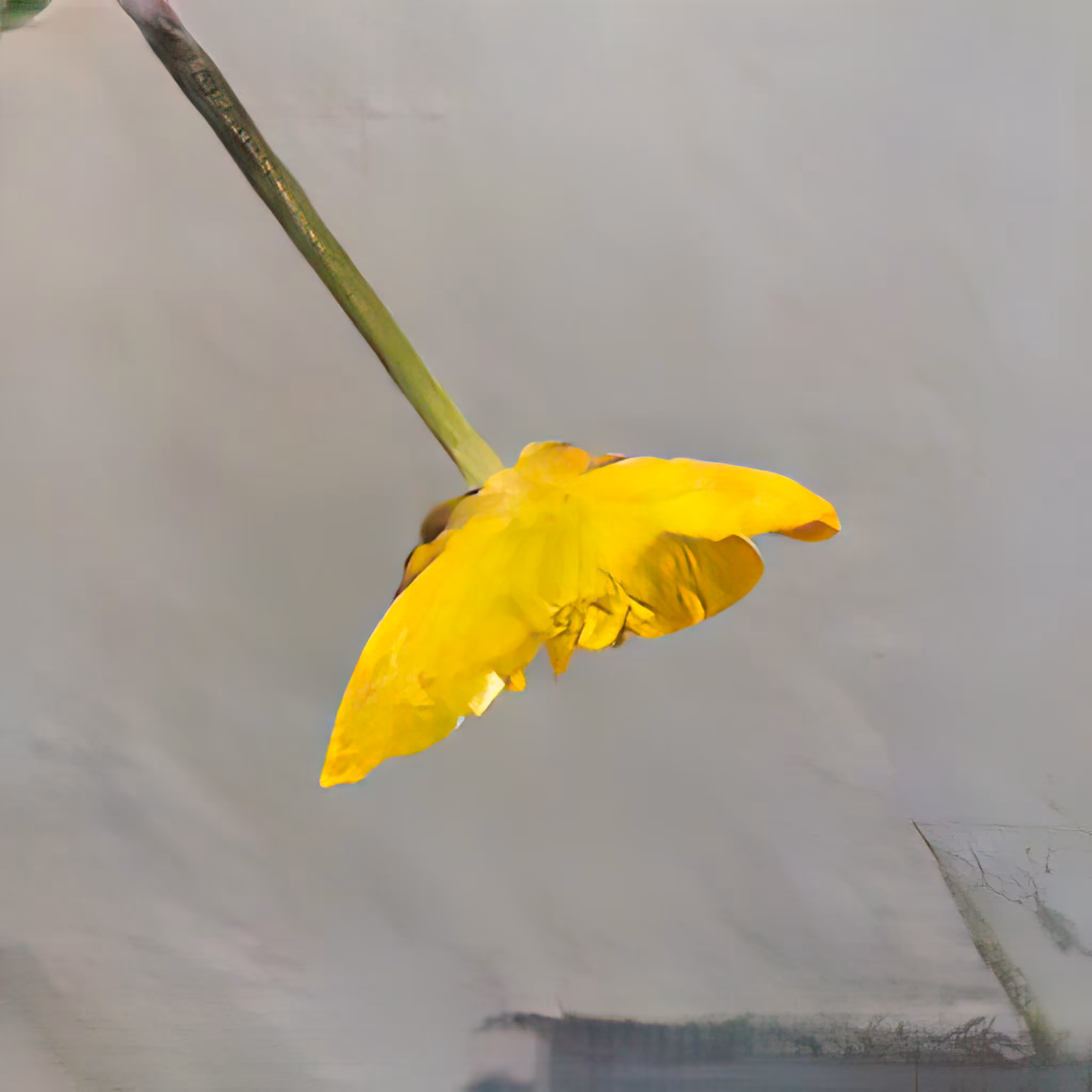 Learning Nature (b63d,2400,19,4,9,13,39,24-e21)