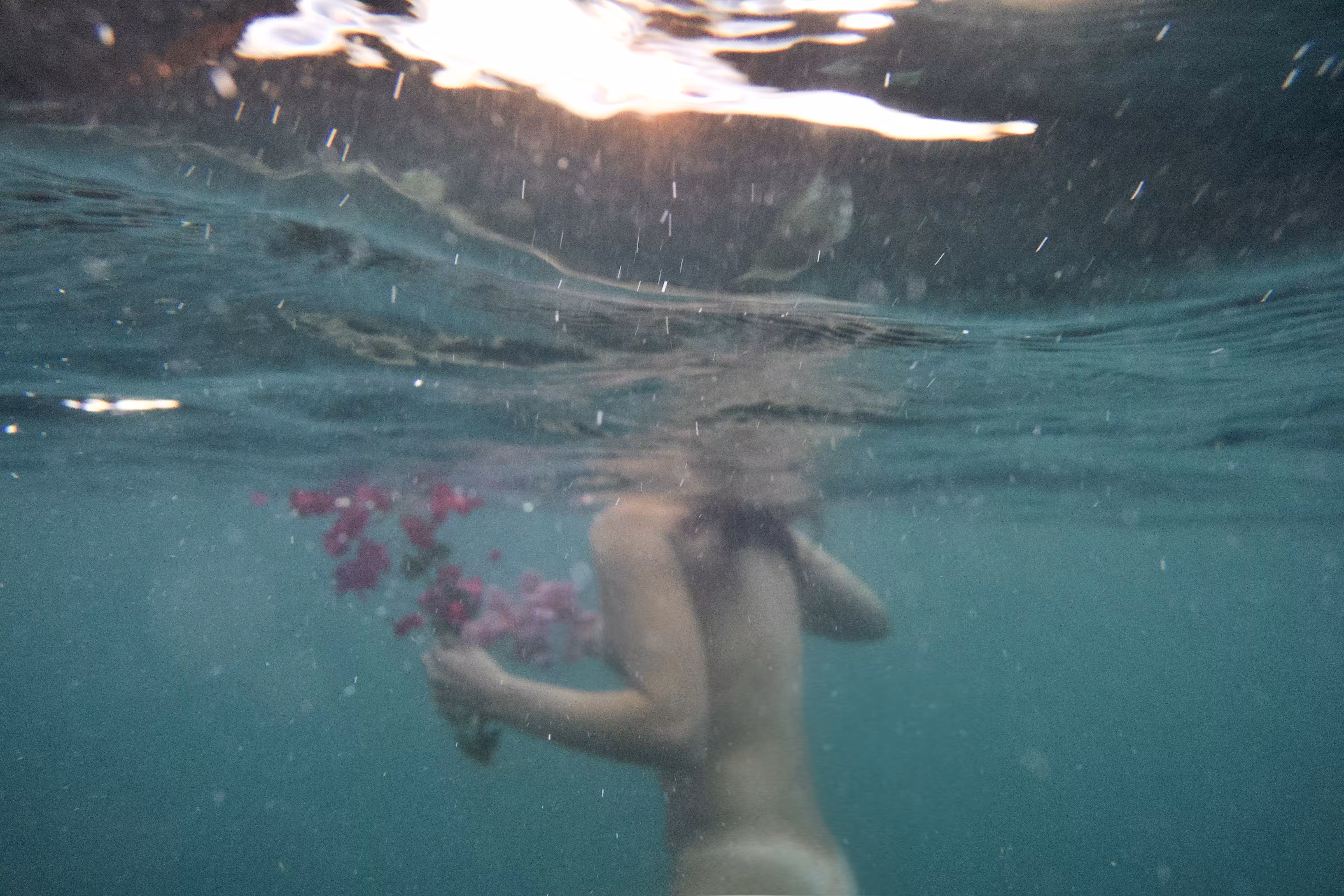 Bougainvillea 01