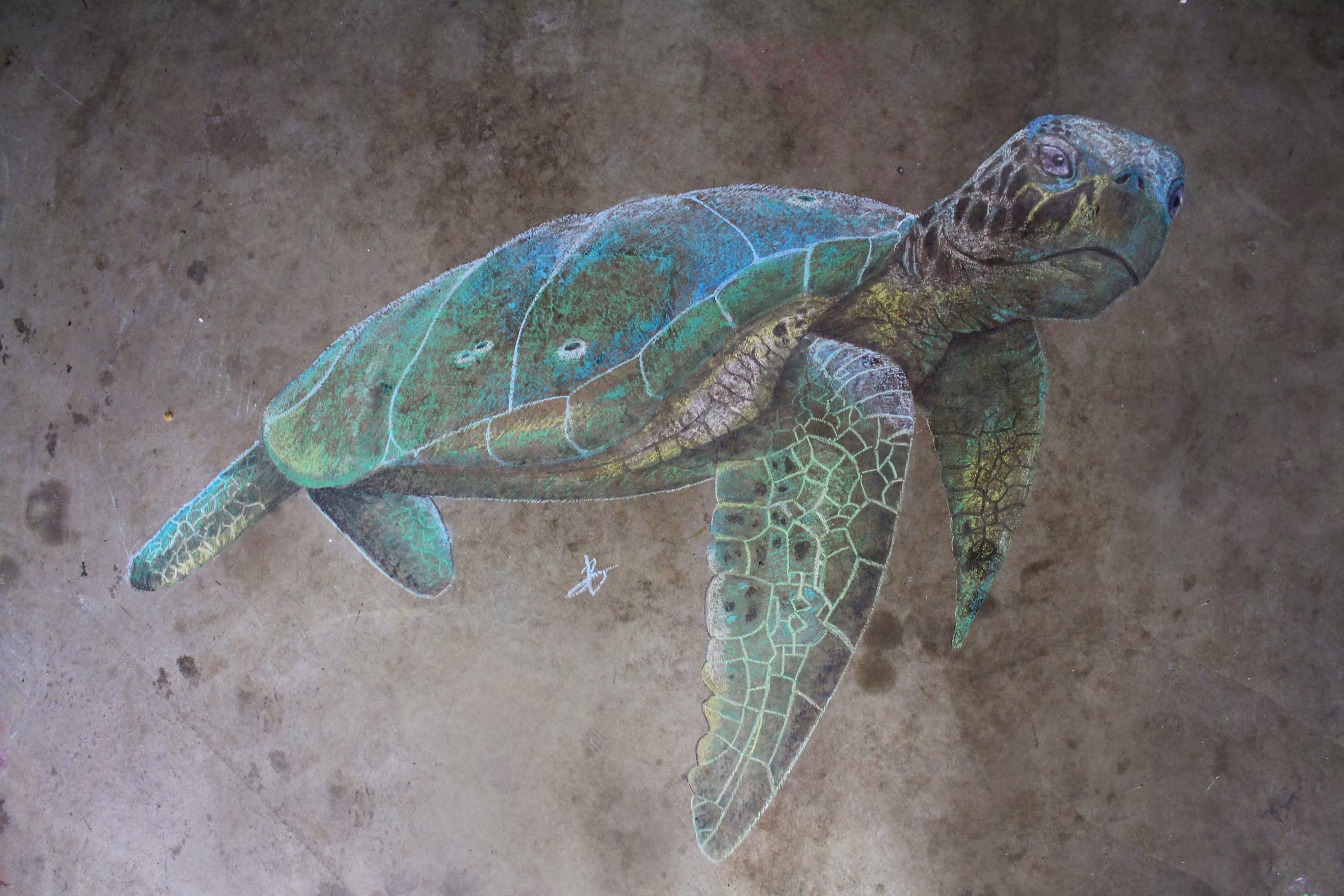 Chalk Series - Sea Turtle (still)