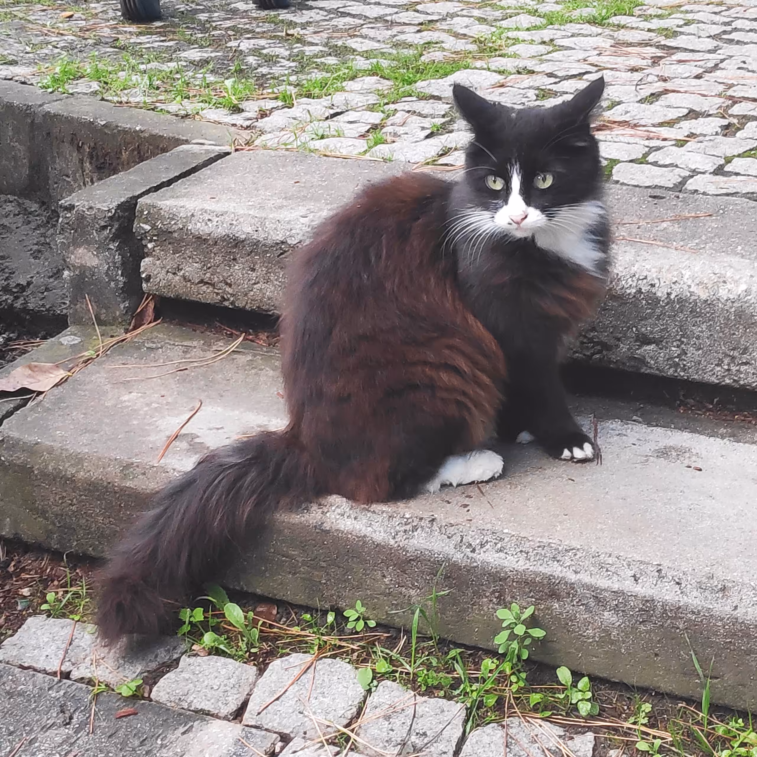 RARE CATZ: RARE CAT #4