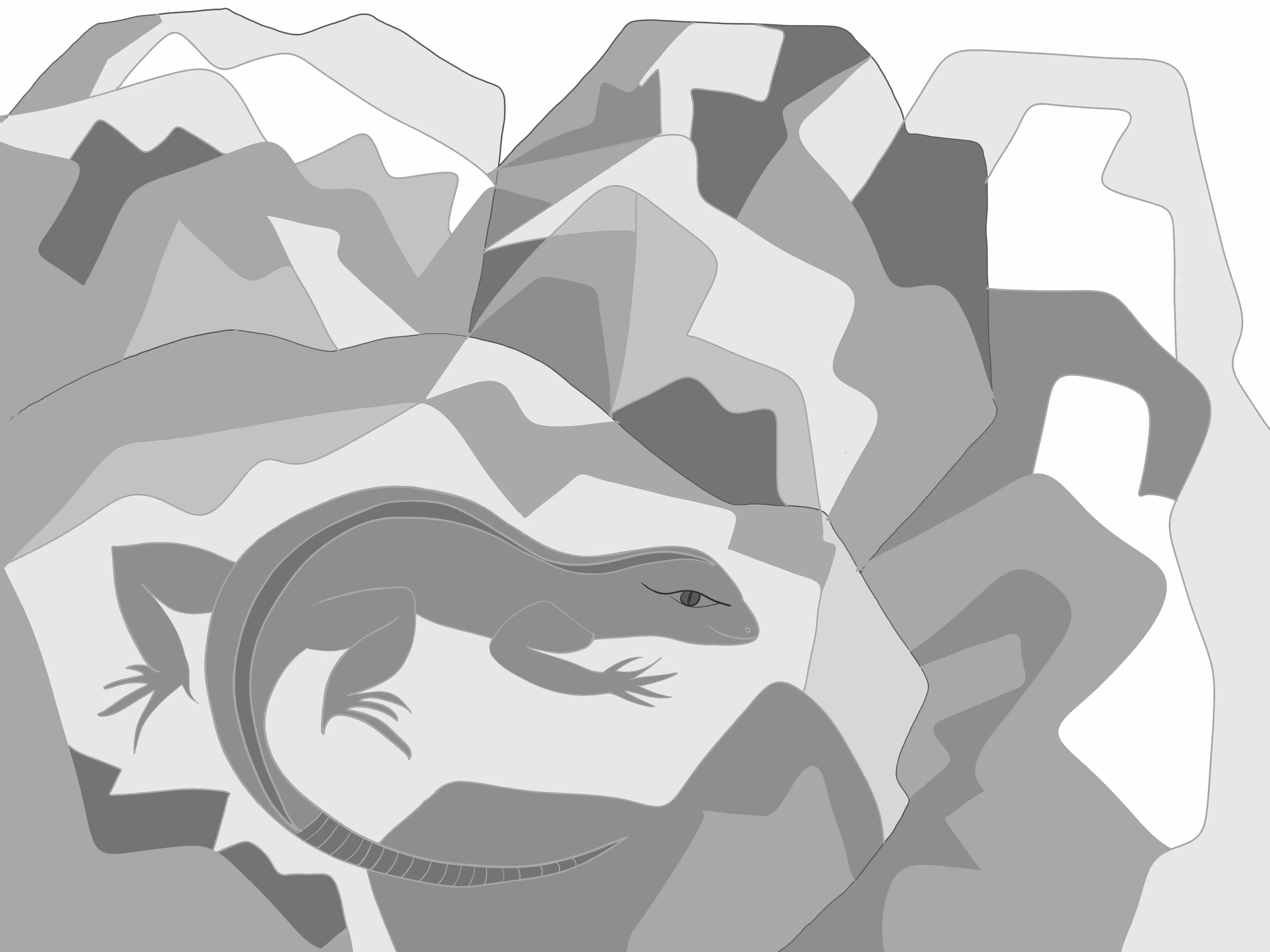 Grey Lizard