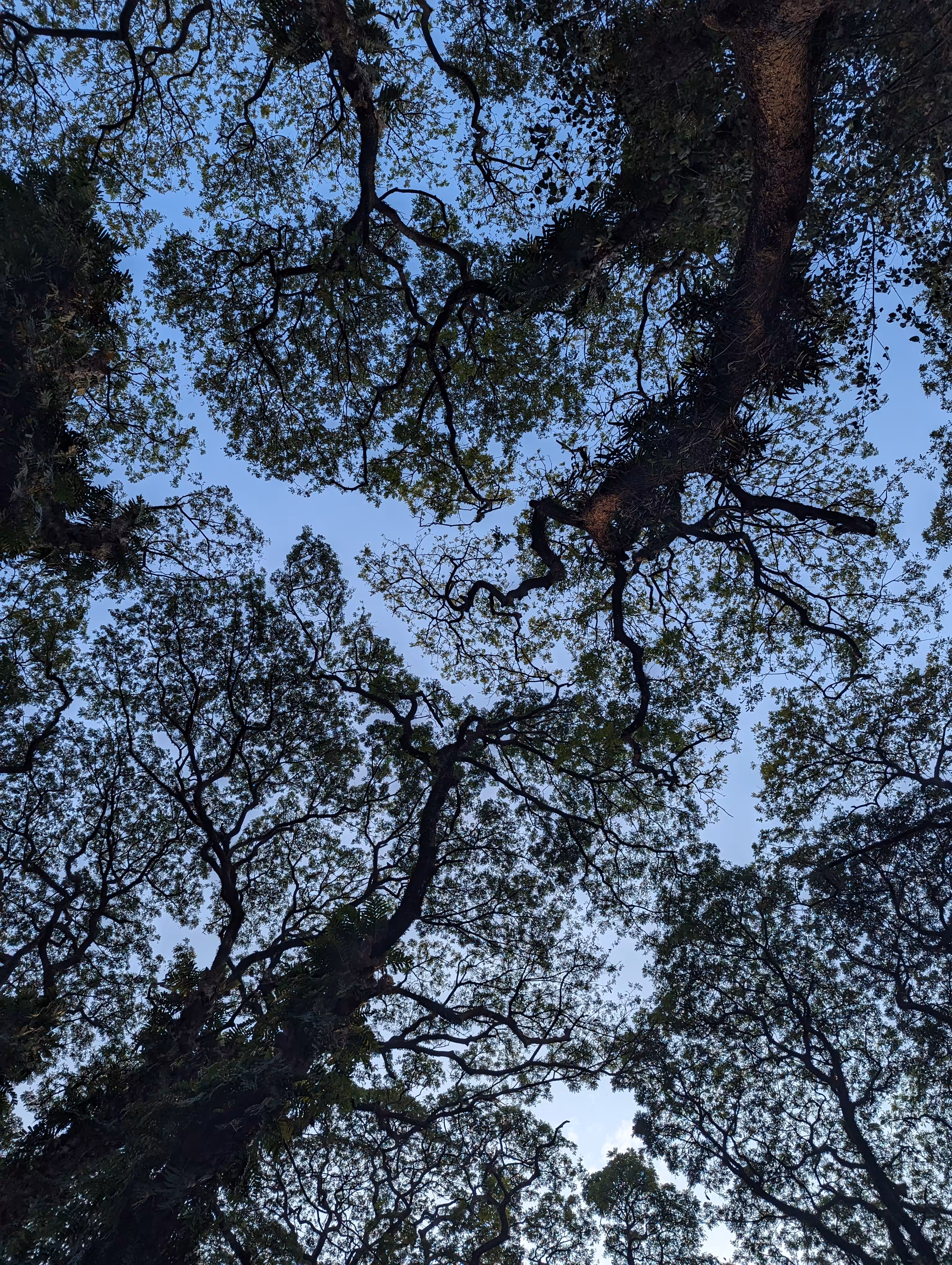 Leaf Frame