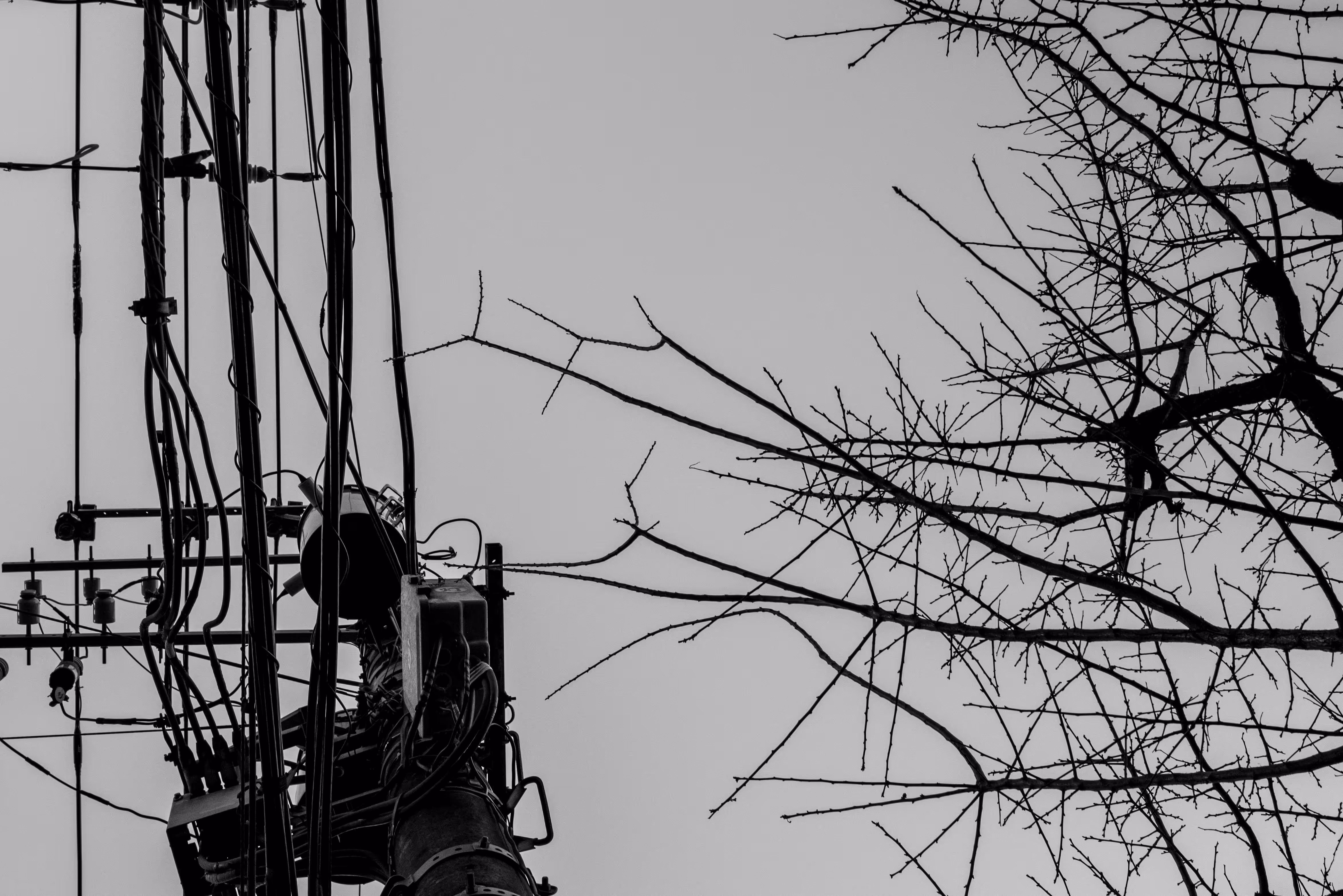 Raw Materials: Trees & Wires 2