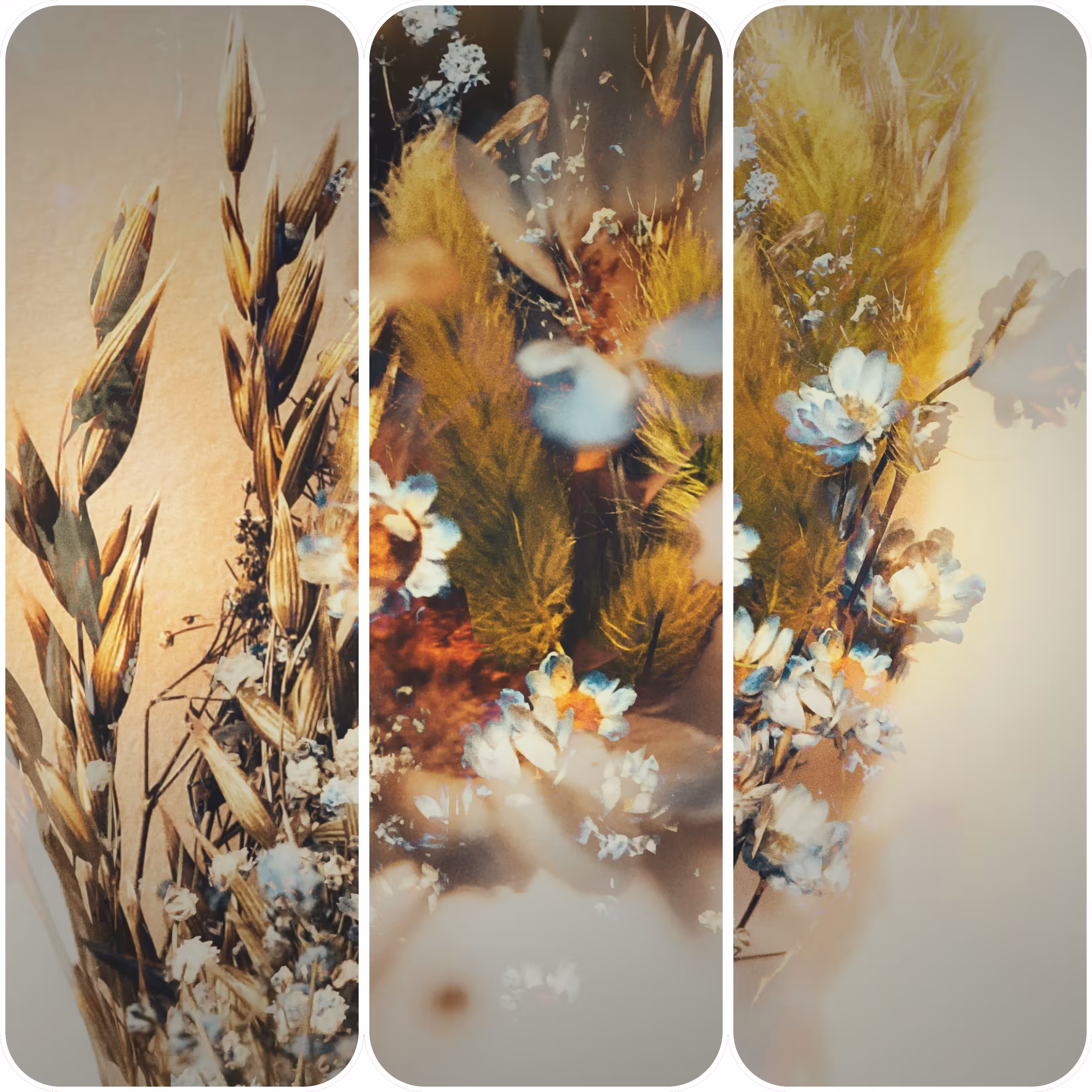 🌾The Field of Dreams: Daisy Days 🤍