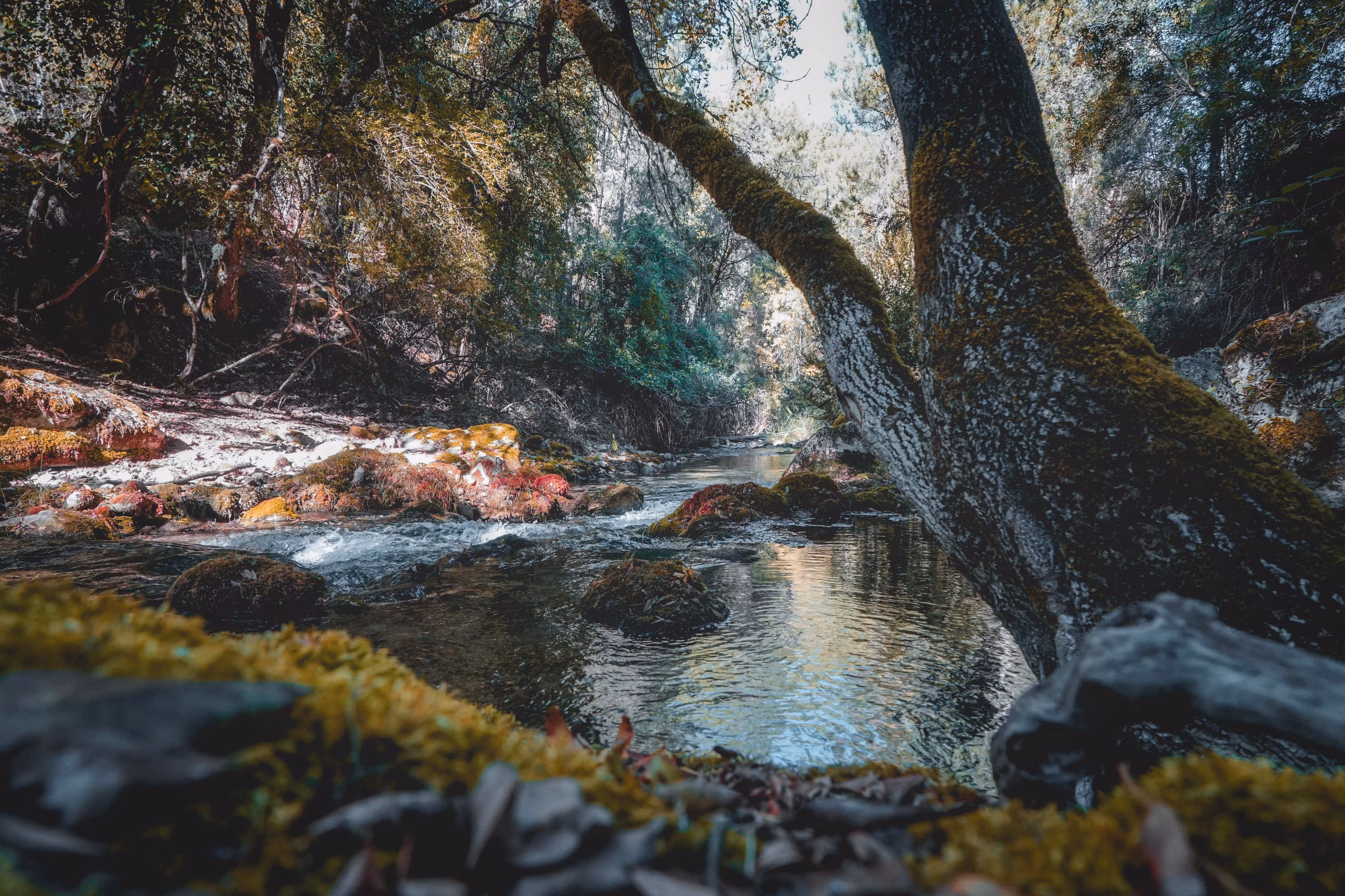 Enchanted Forest