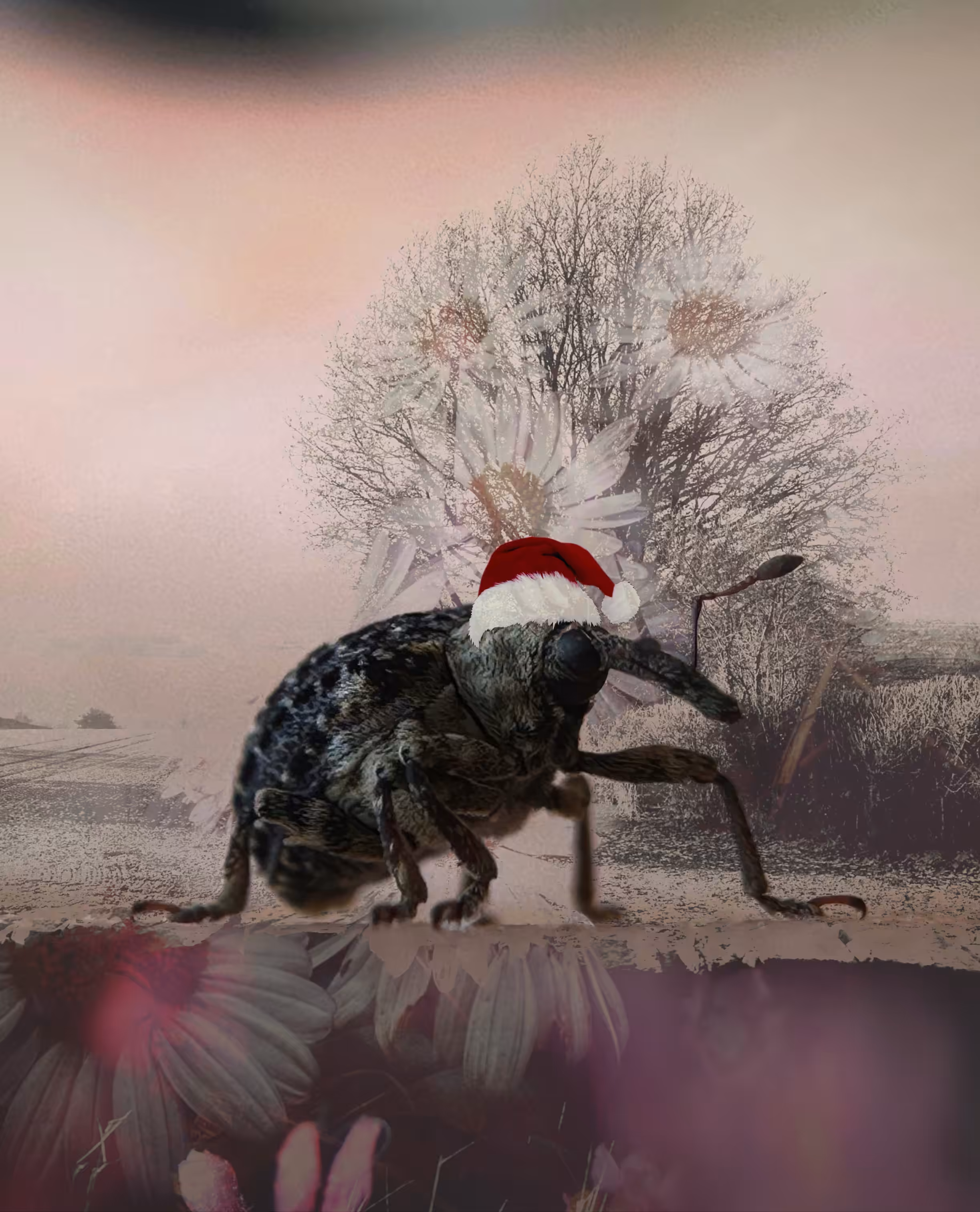Weevil Wish You a Merry Christmas
