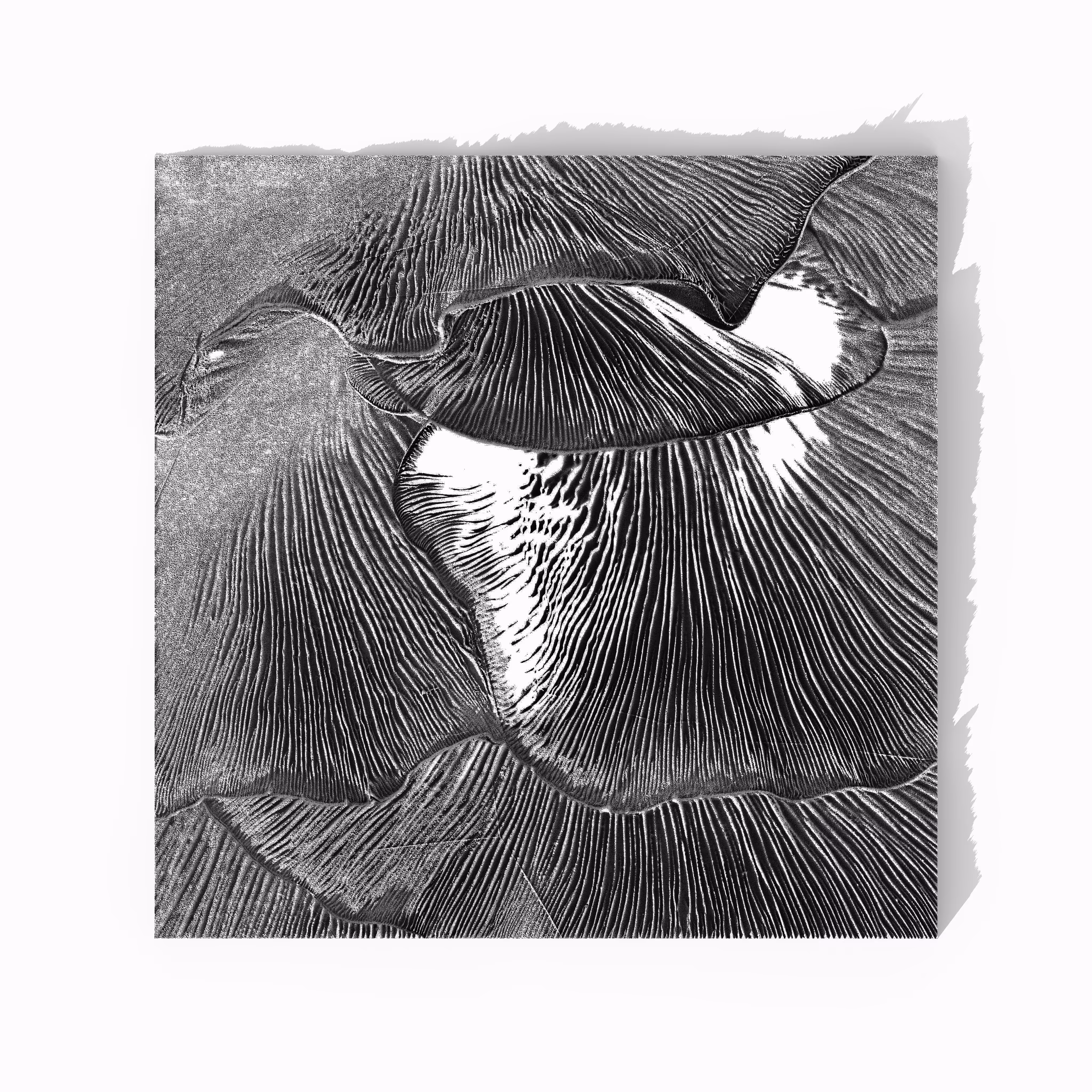 Rille Lamellae