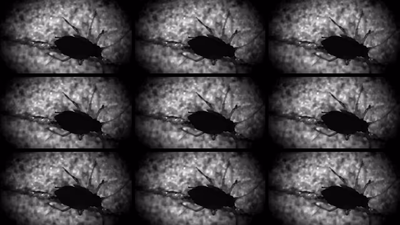 Aphid on horror