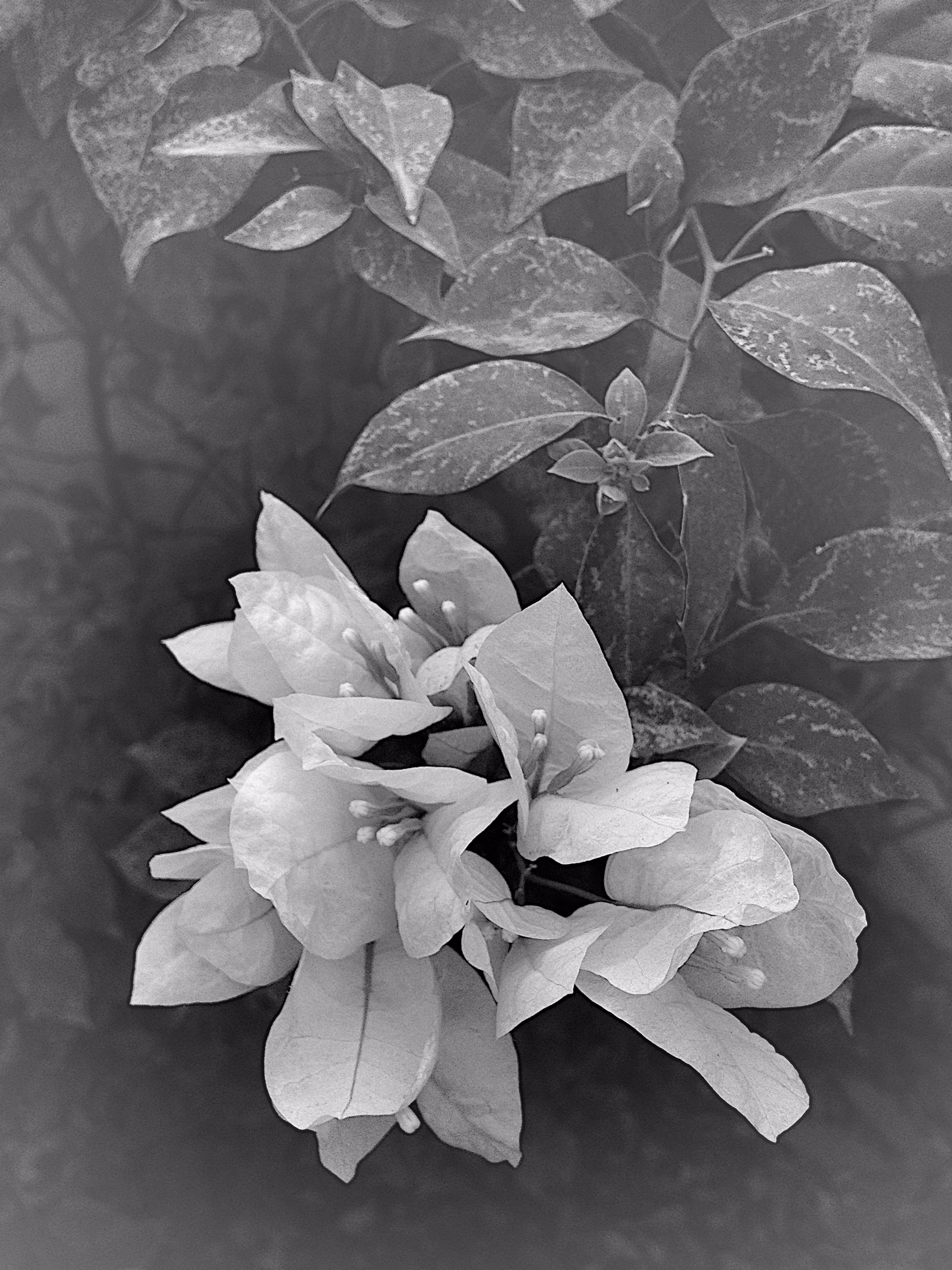 Bougainvillea Dream 2