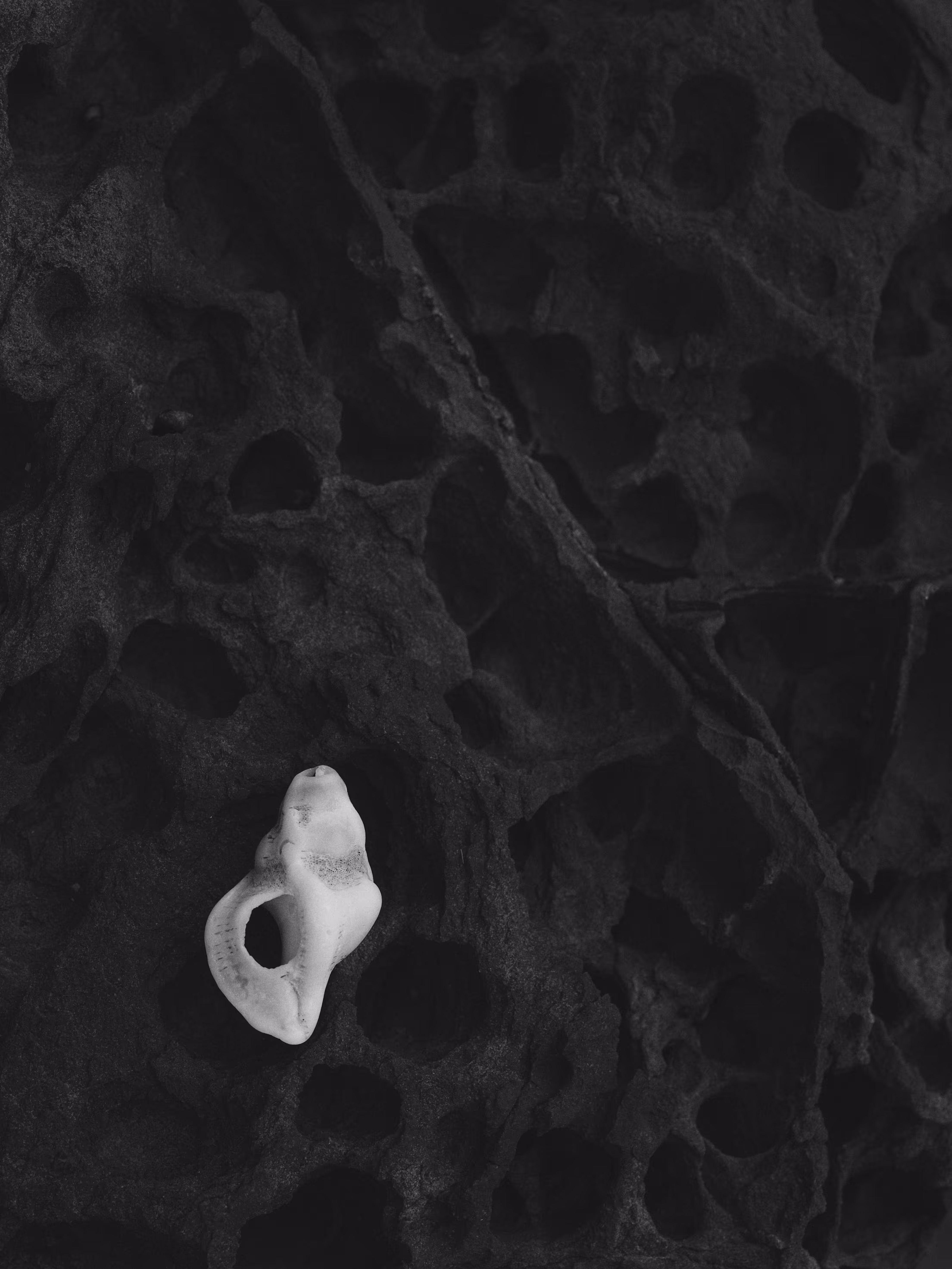 Plate 6, Seashell on Rock