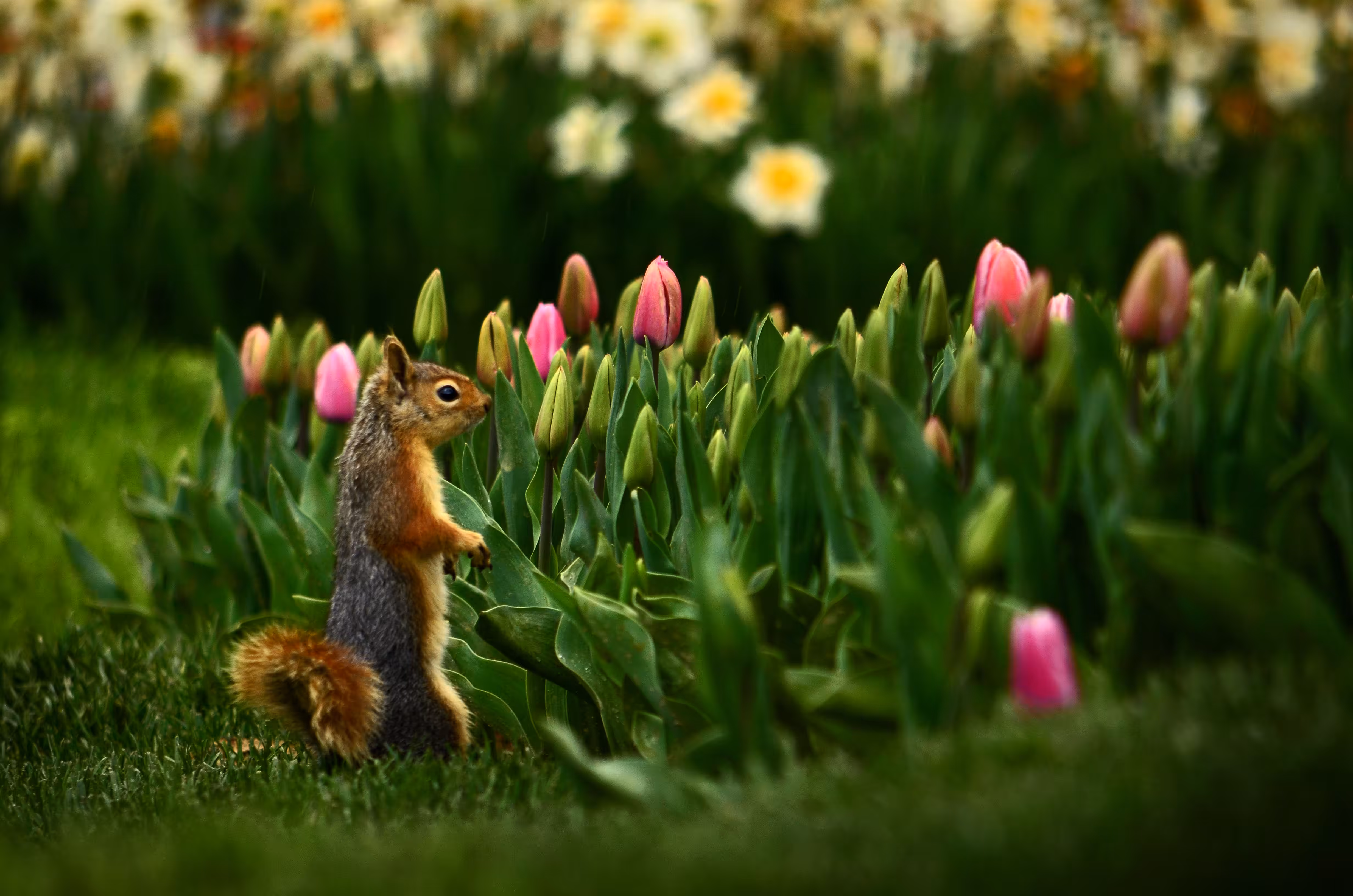 Squirrel and Tulip