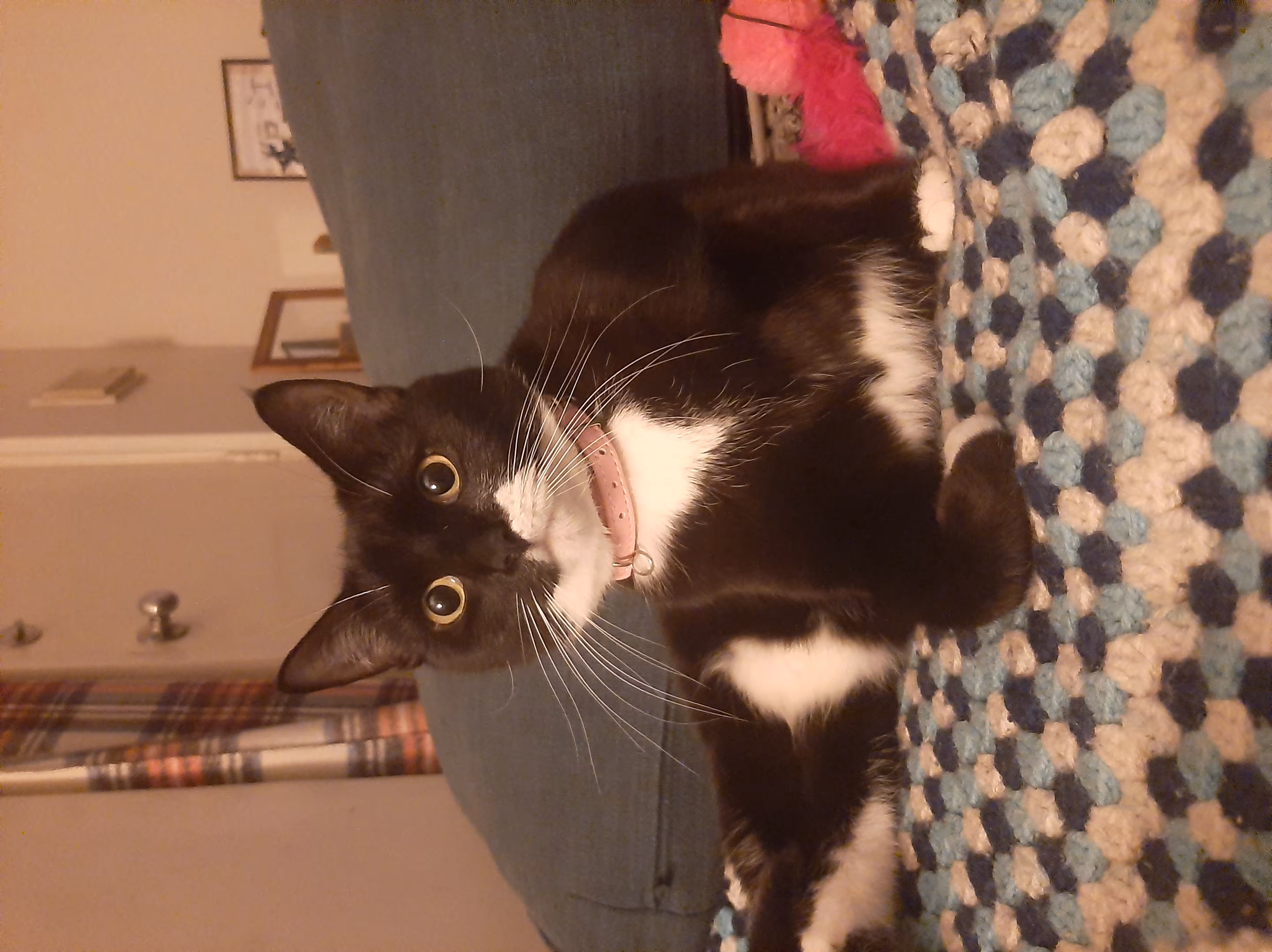 Dophin the Cat!