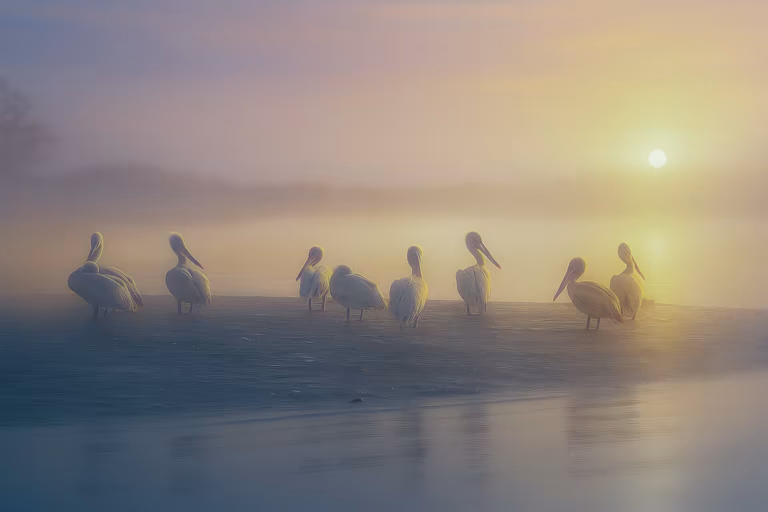 Misty Morning