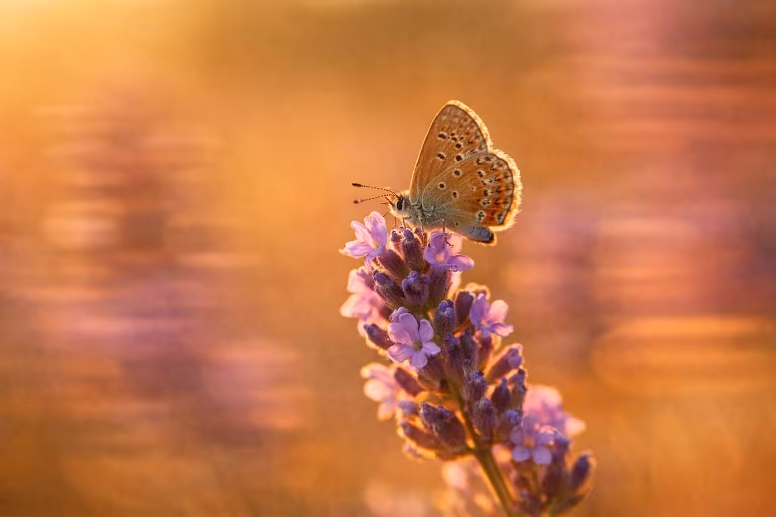 Colorful butterfly