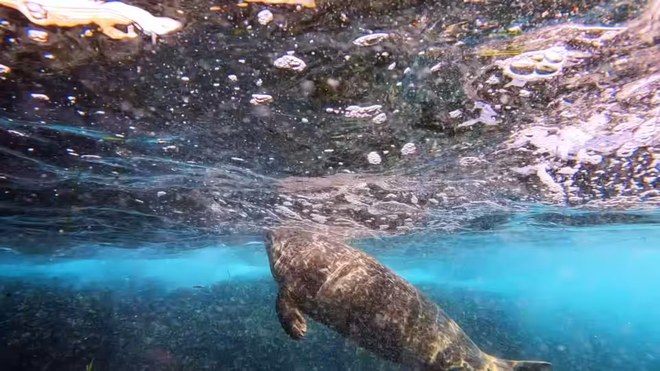 Seal Encounter