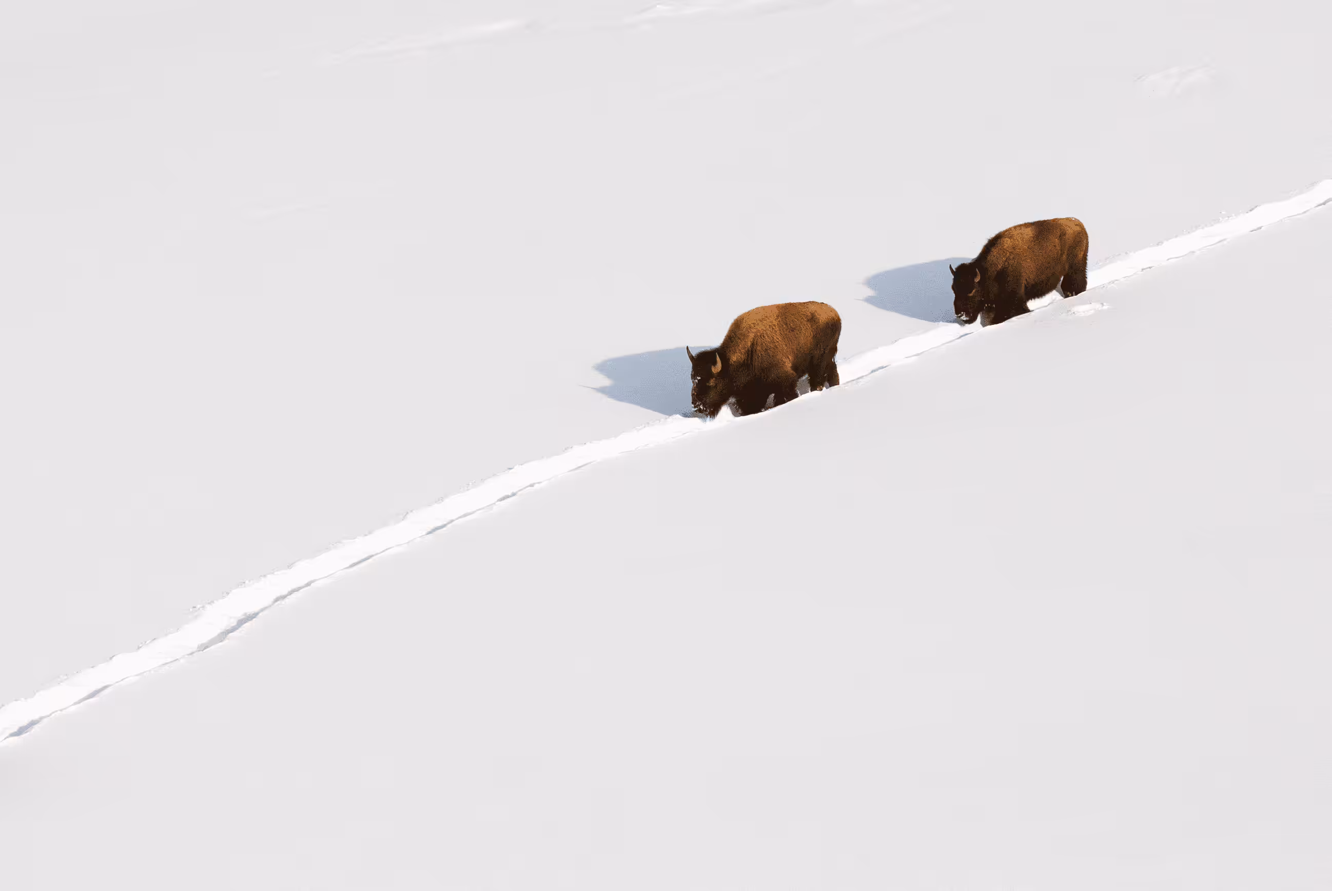 Balance #15 Bison