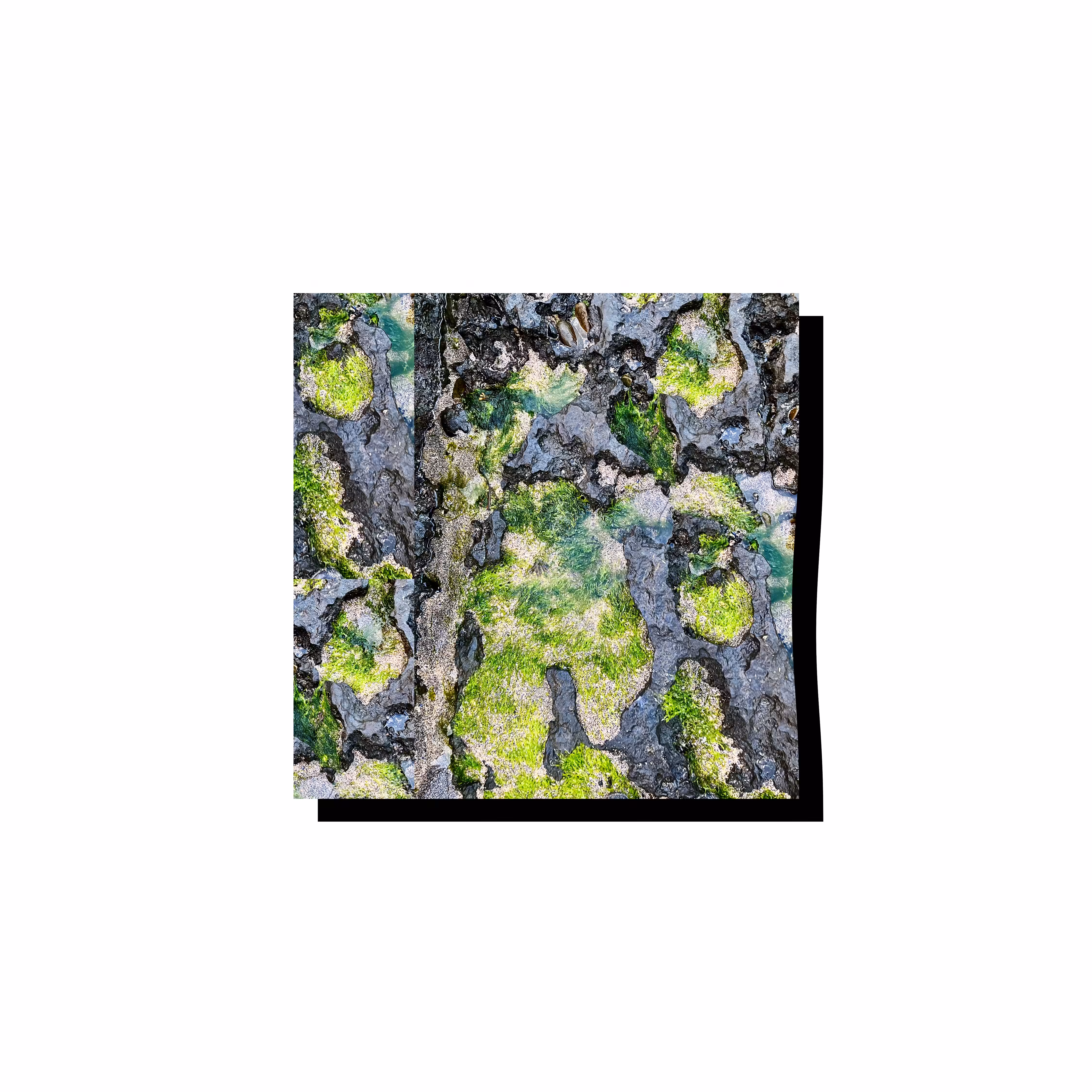MISTERKINK // MOSS #1