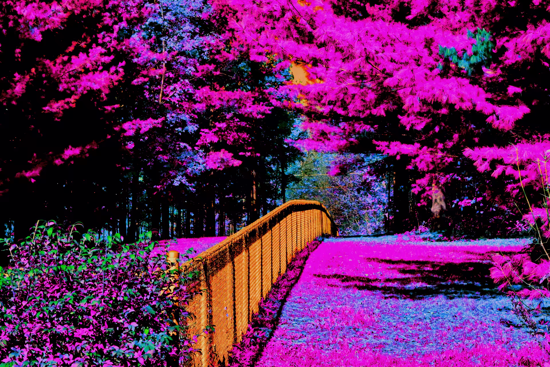 Forest Quest