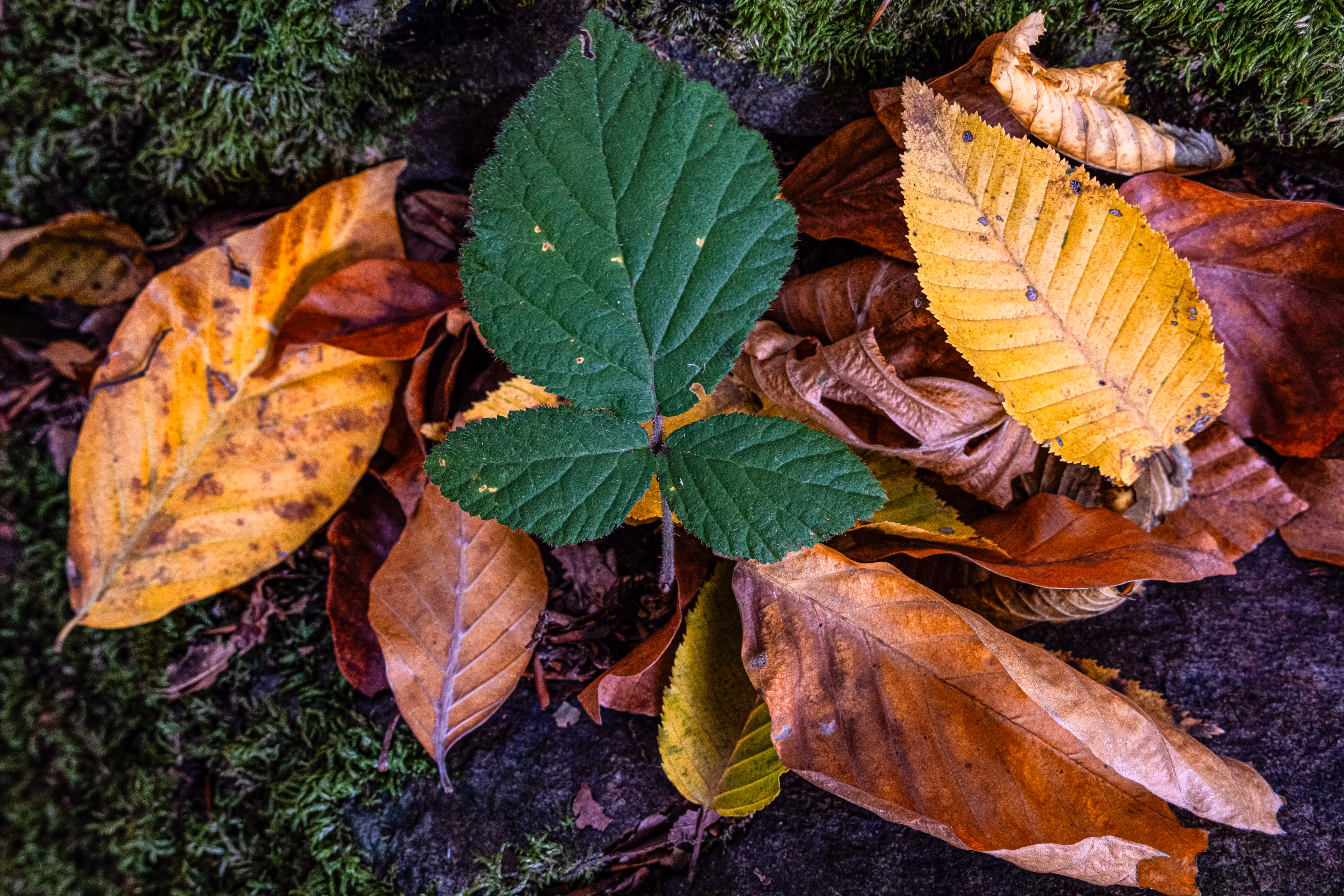 Nature's Color Palette