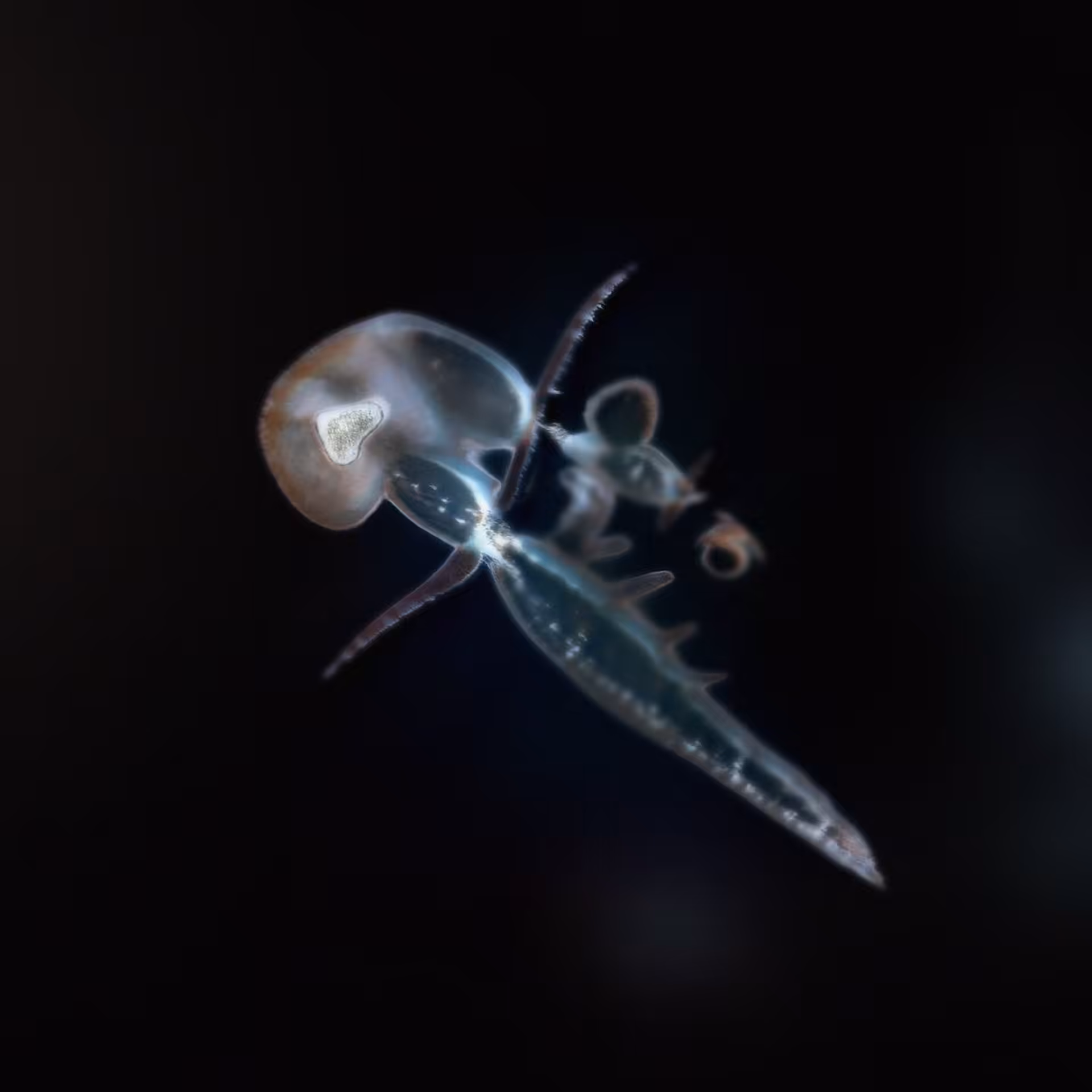 Sperma 11
