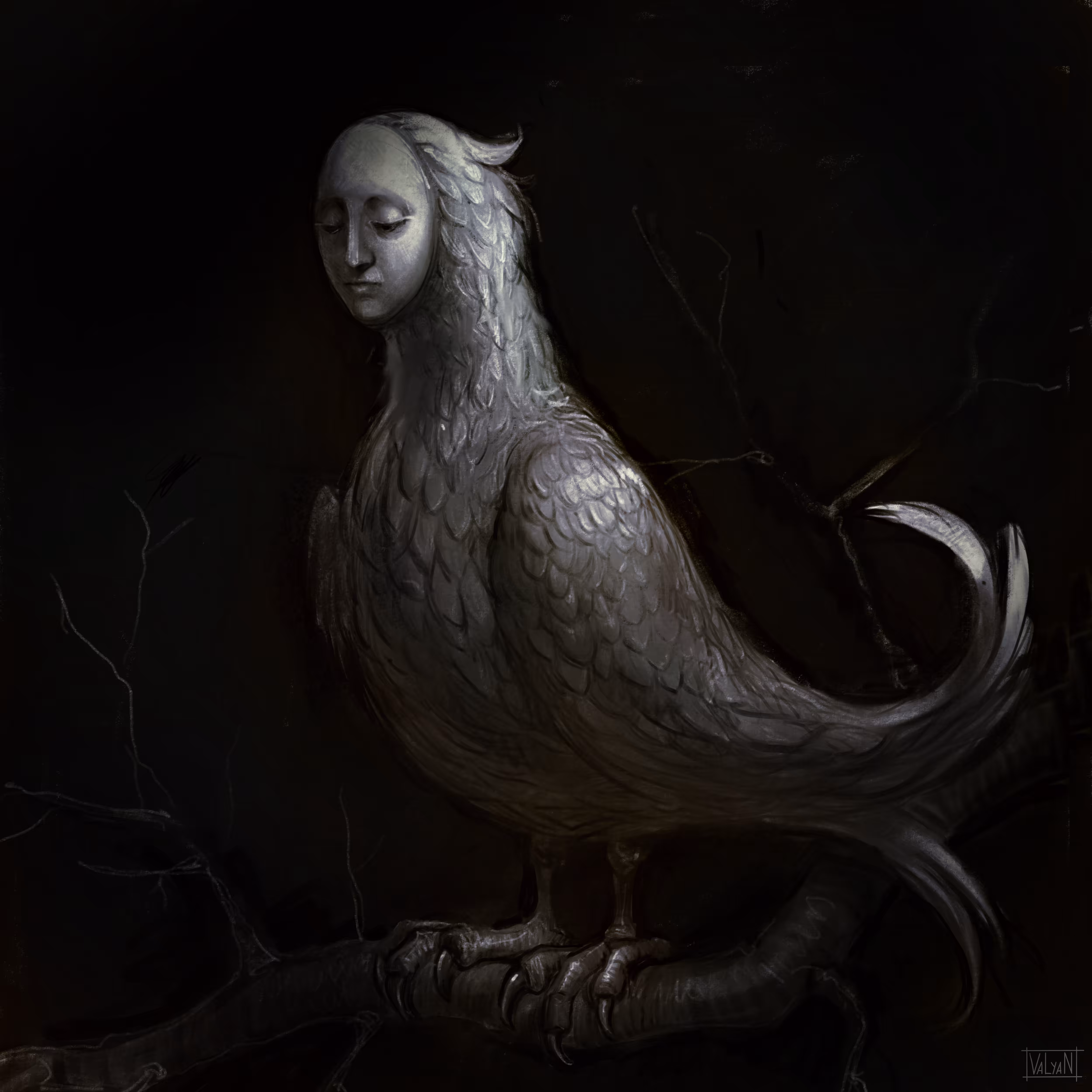 Paradise Bird