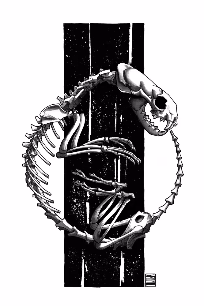 Ferret Skeleton Study #8