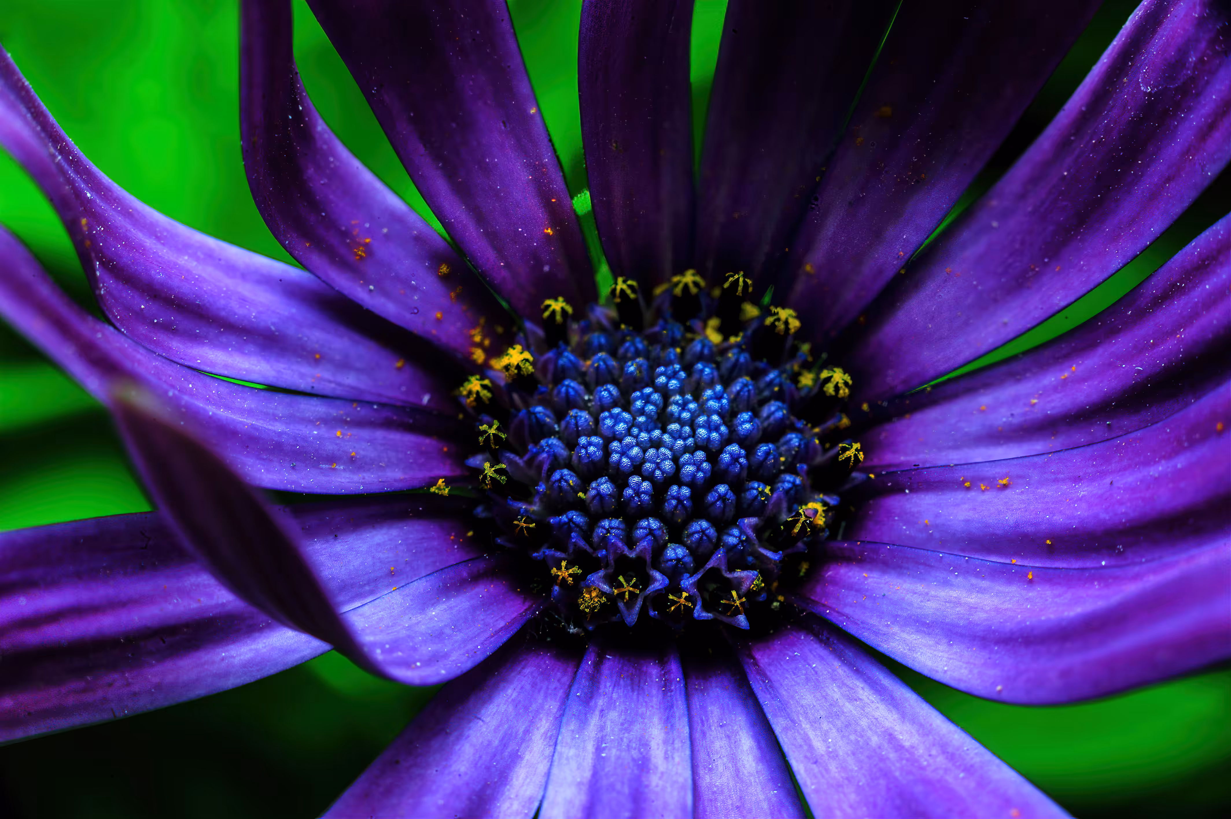 ***Violet Callistephus Chinensis***