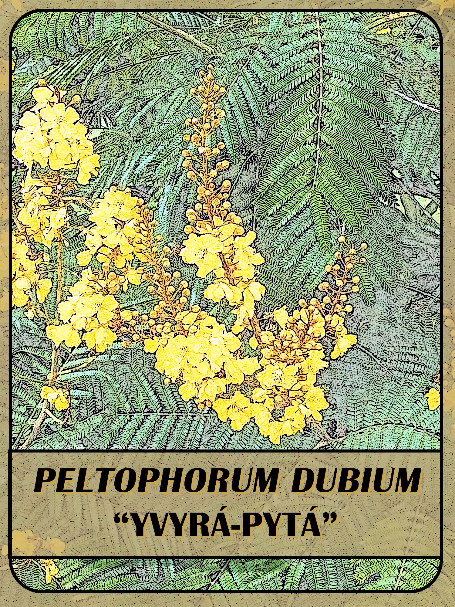 Peltophorum Dubium Yvyra Pyta