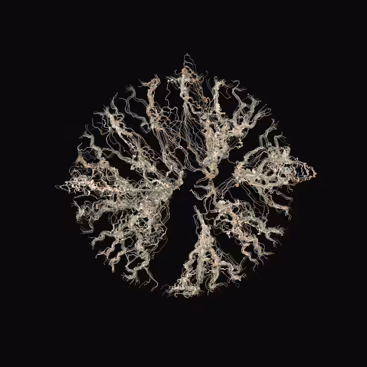 Ginseng #111