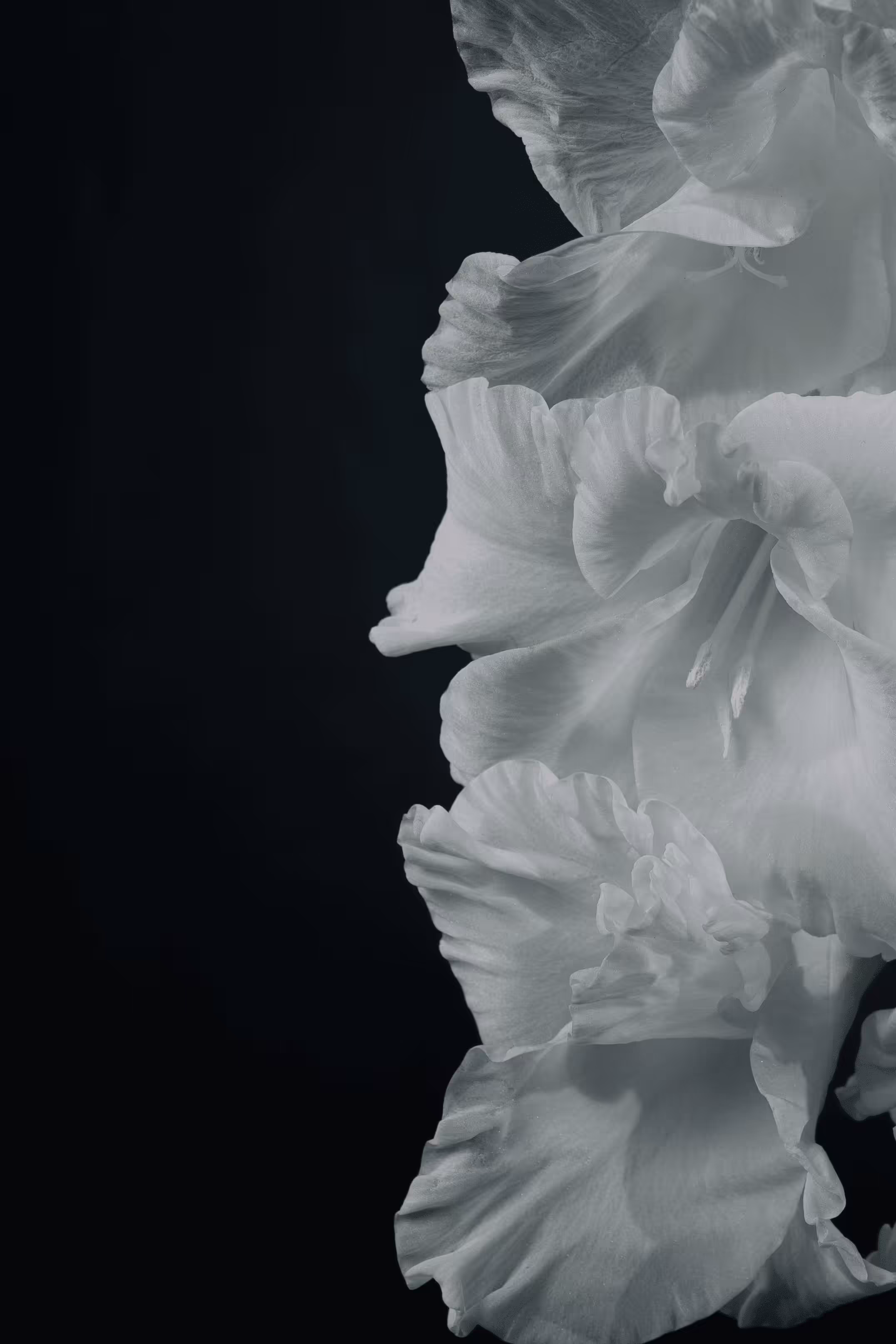 Gladiolus