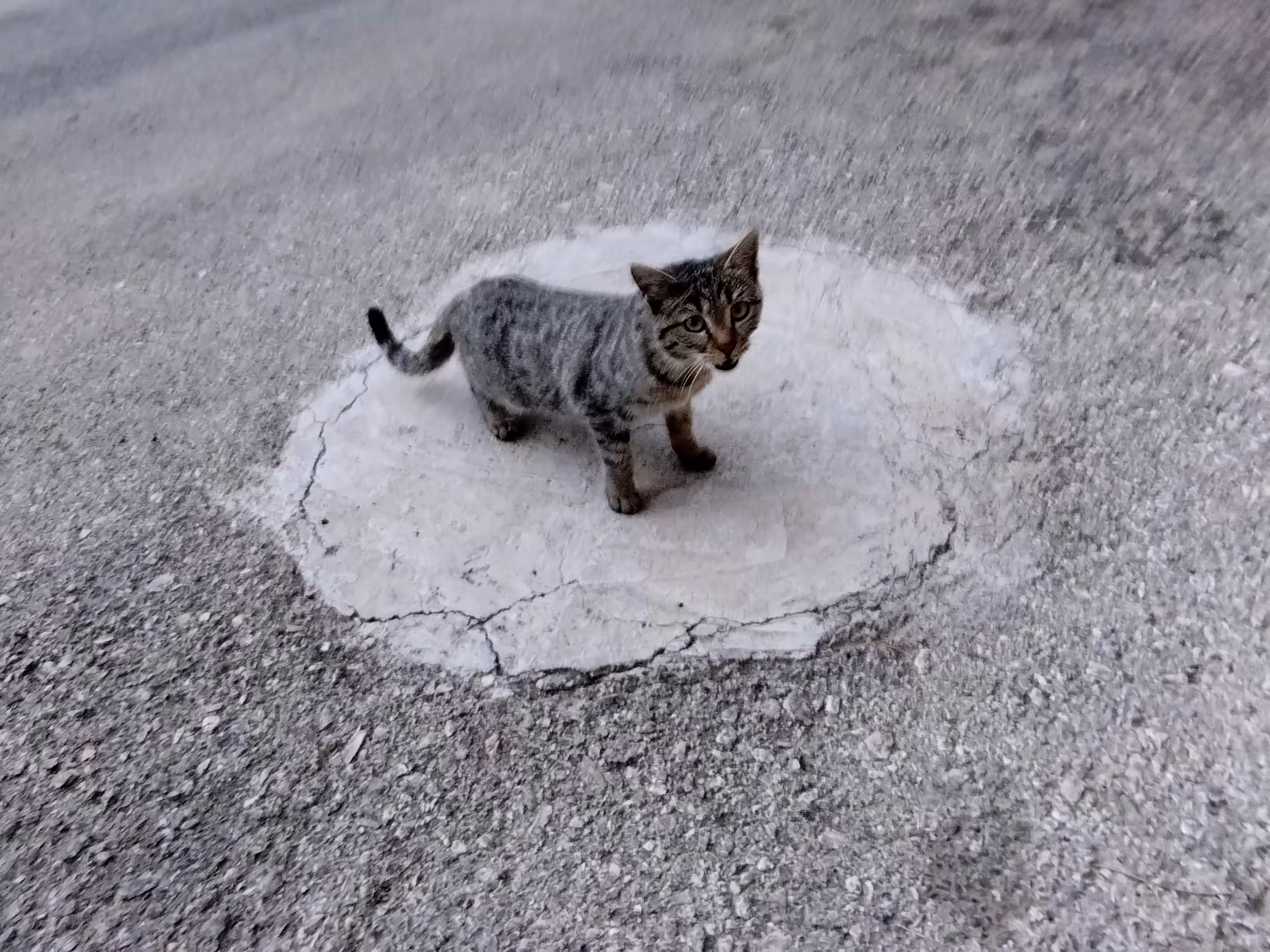 cats