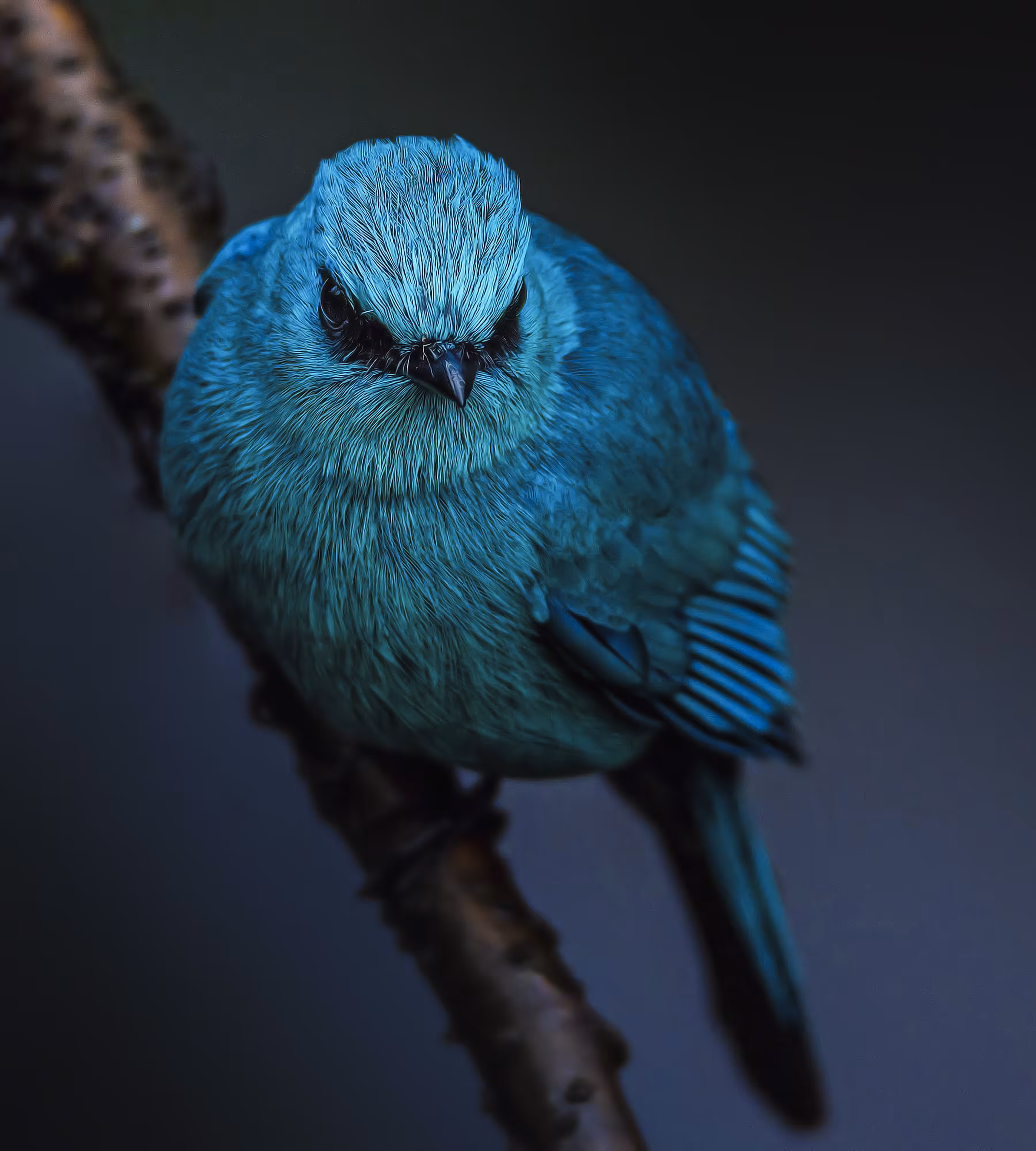Verditer Flycatcher 